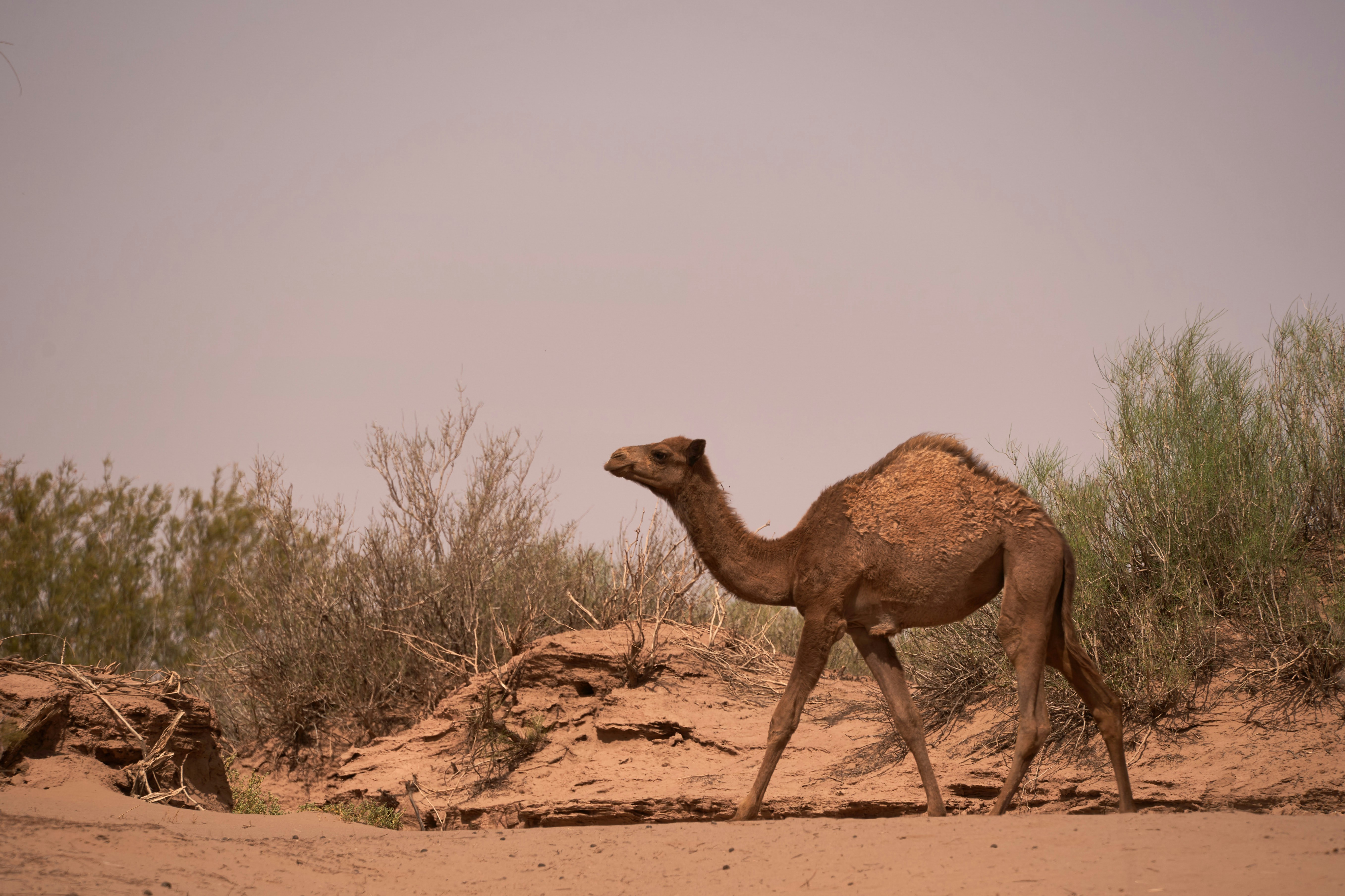 Photo by wolfgang_hasselmann