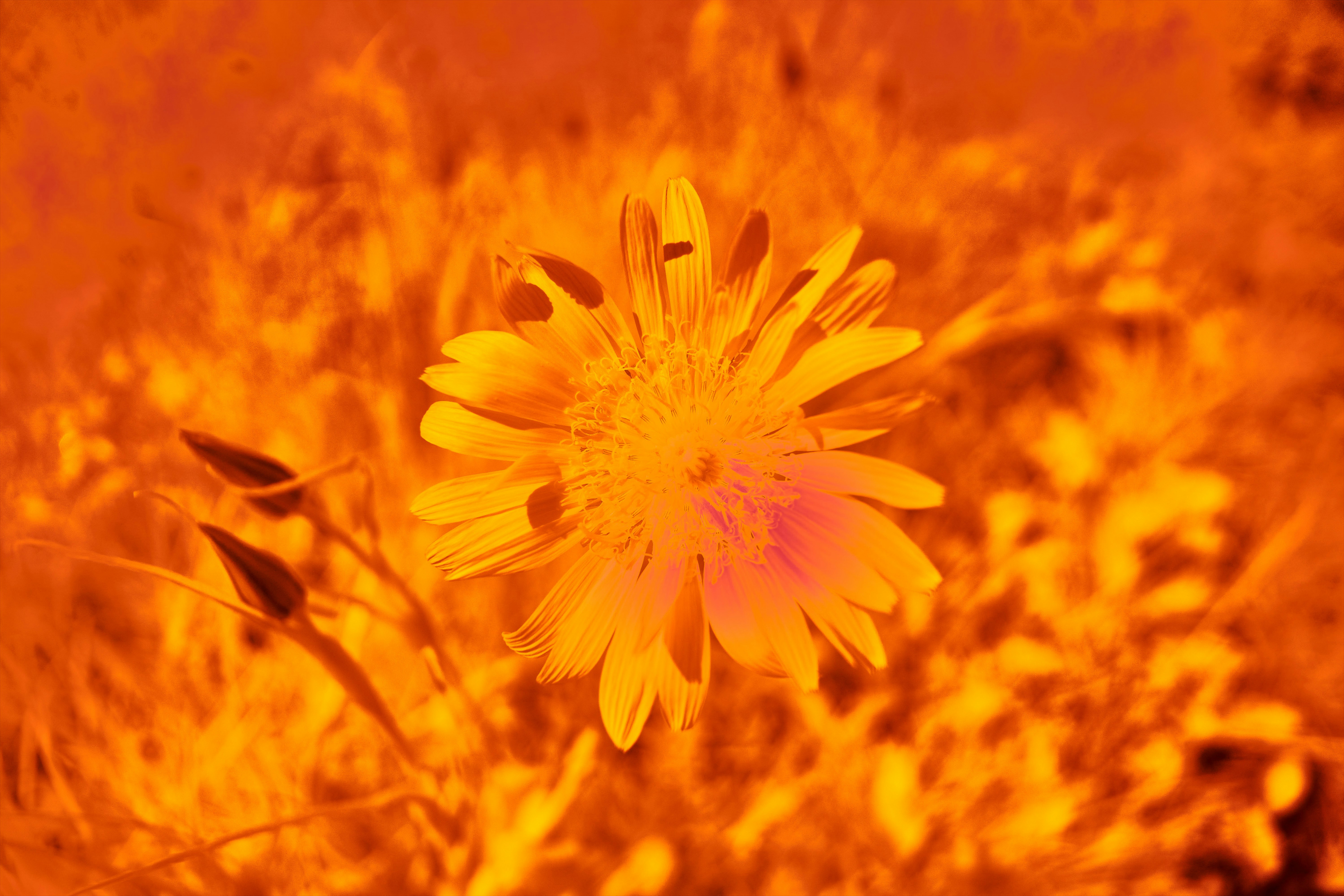 Photo by wolfgang_hasselmann