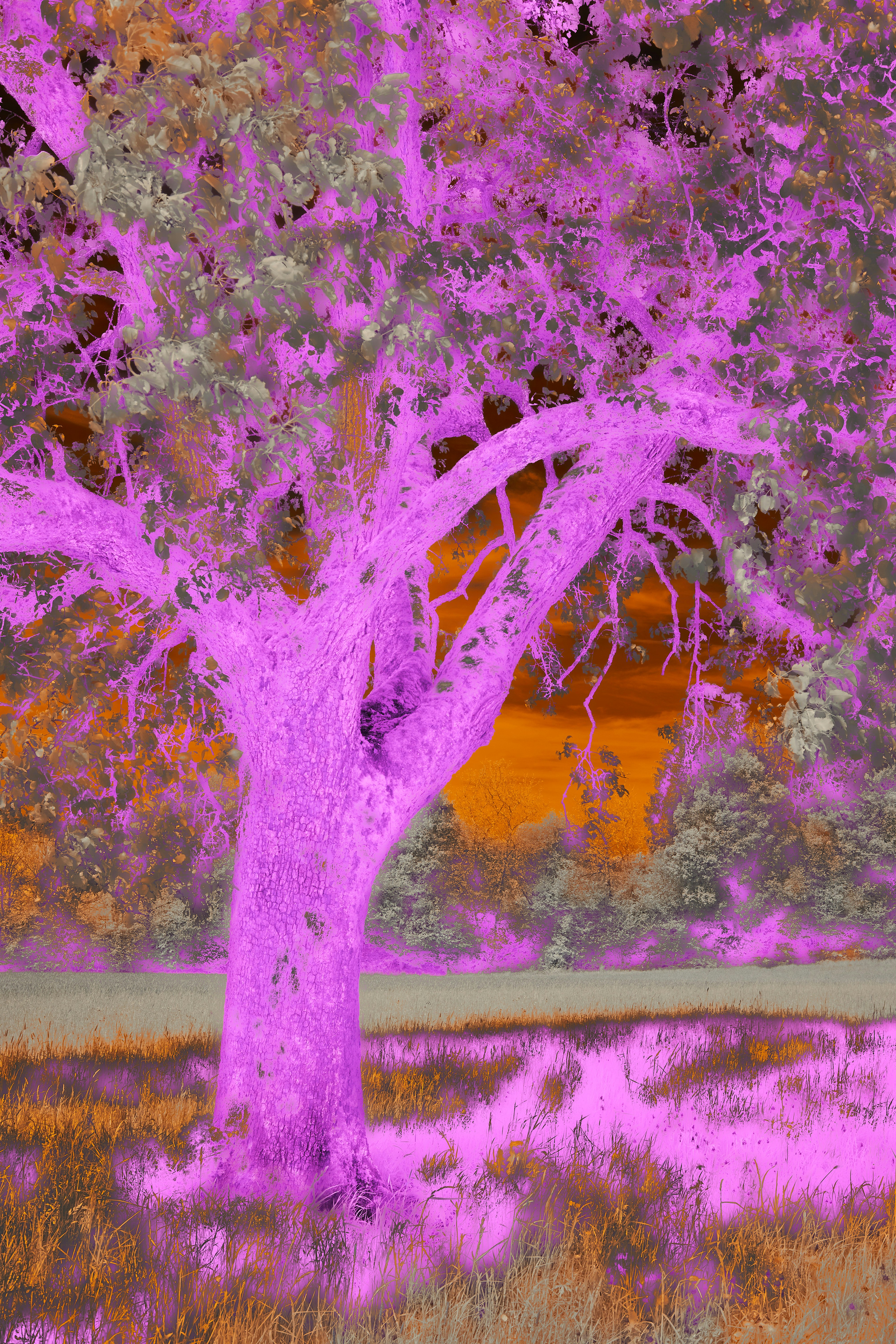 A purple tree in a field with a building in the background photo – Free  Flower Image on Unsplash, image size:3000x4500