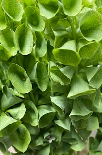 A close up of a plant with green leaves