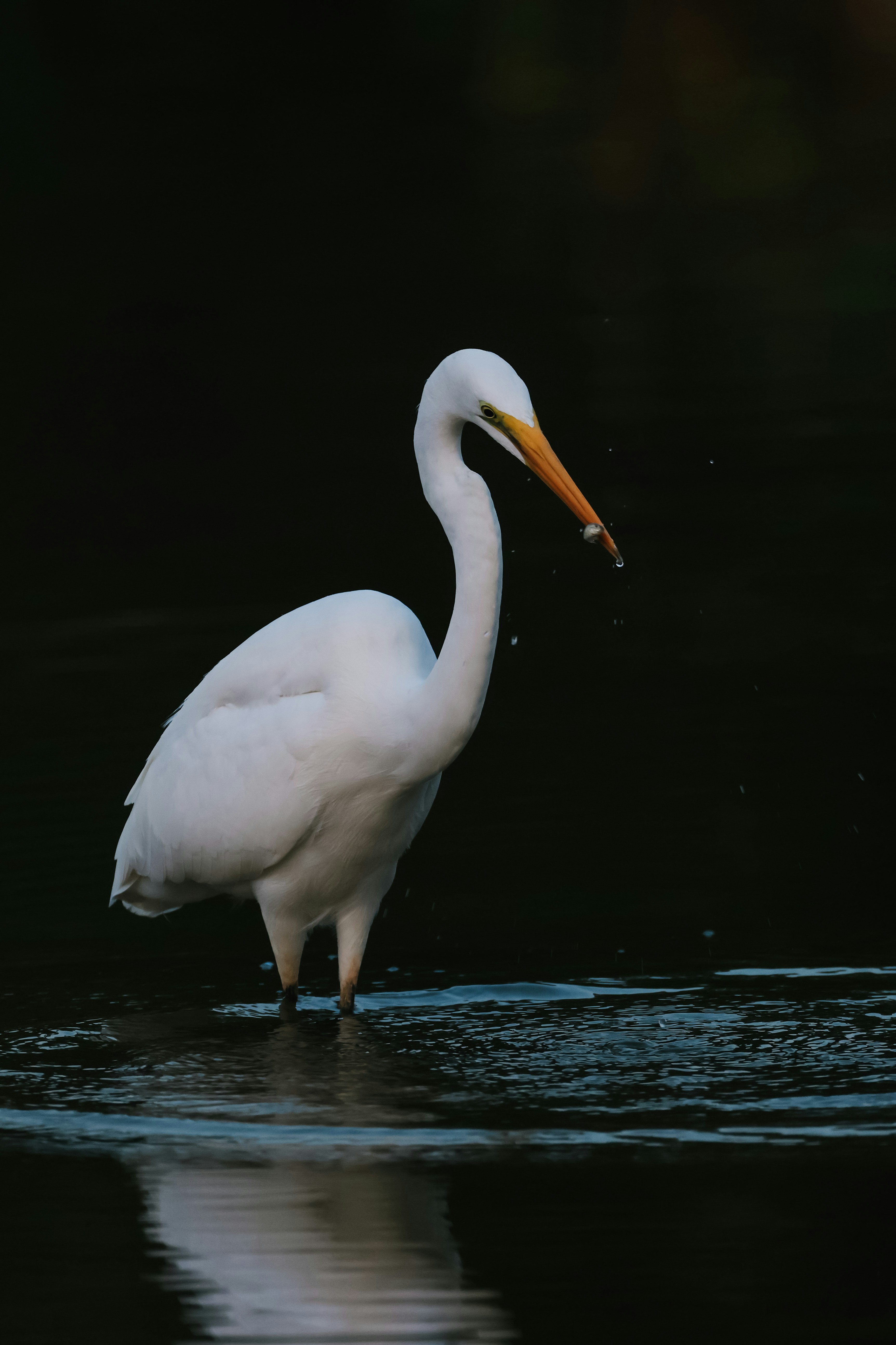 Photo by dickenslin76