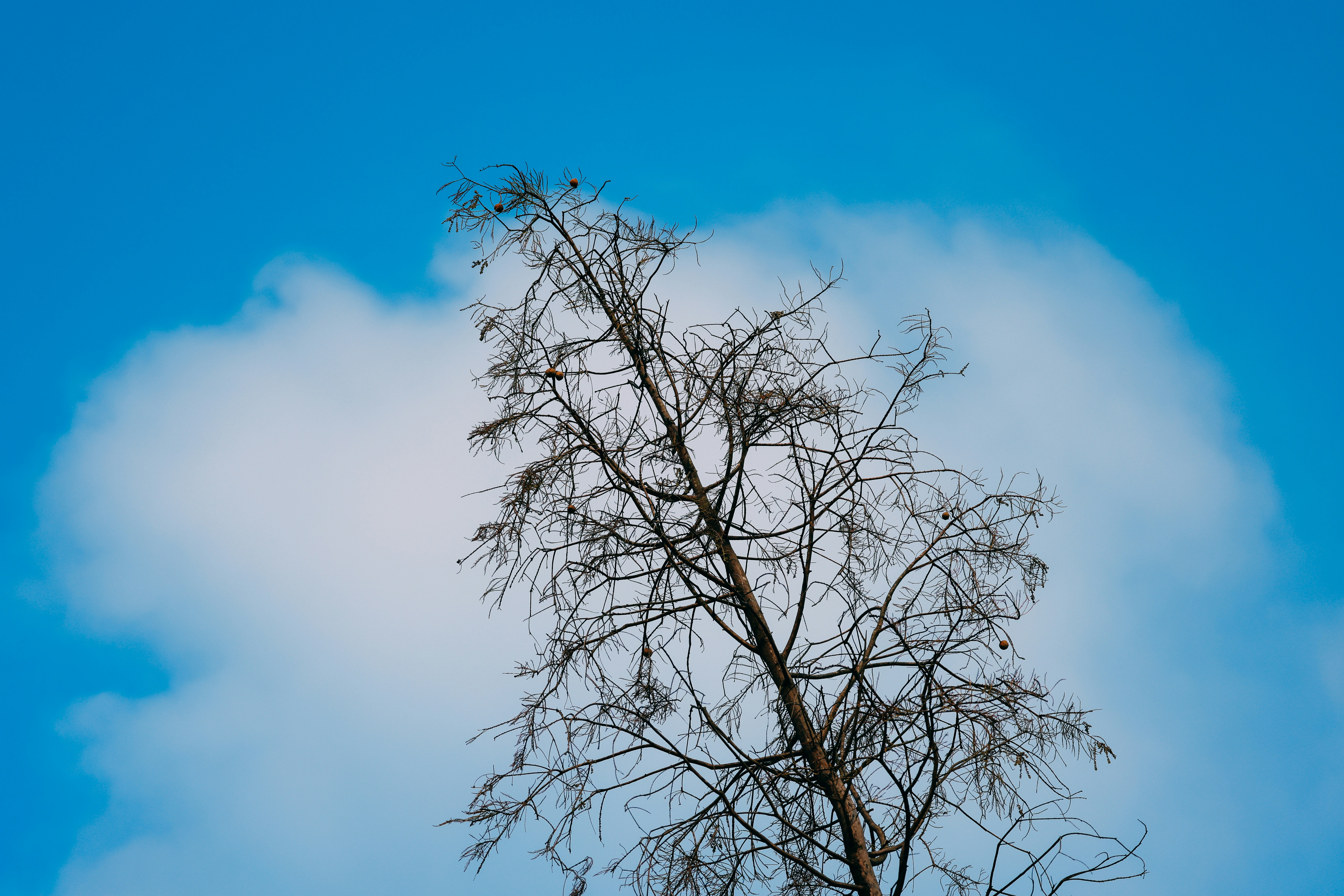 Photo by dickenslin76