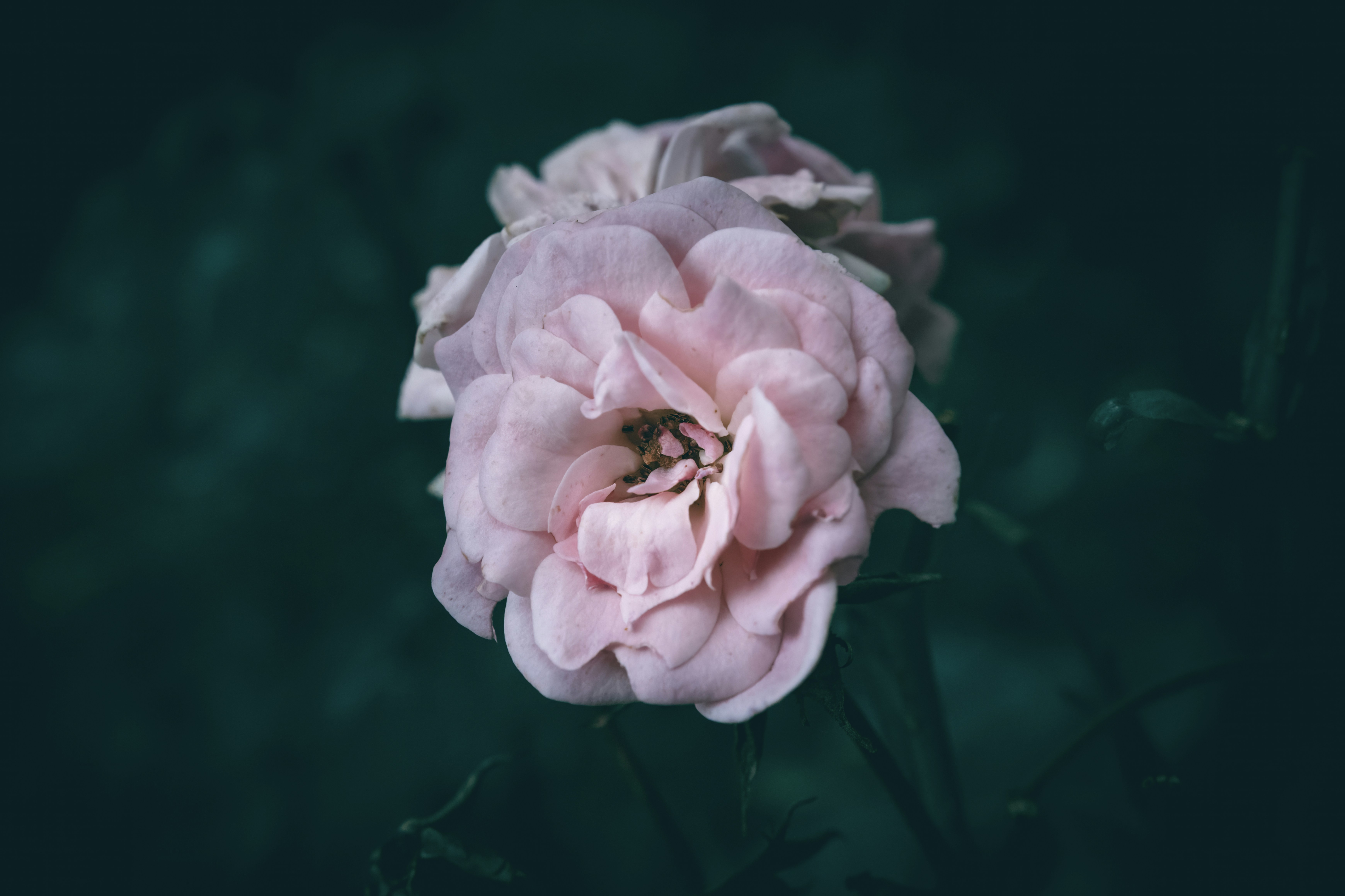 A single pink flower on a black background