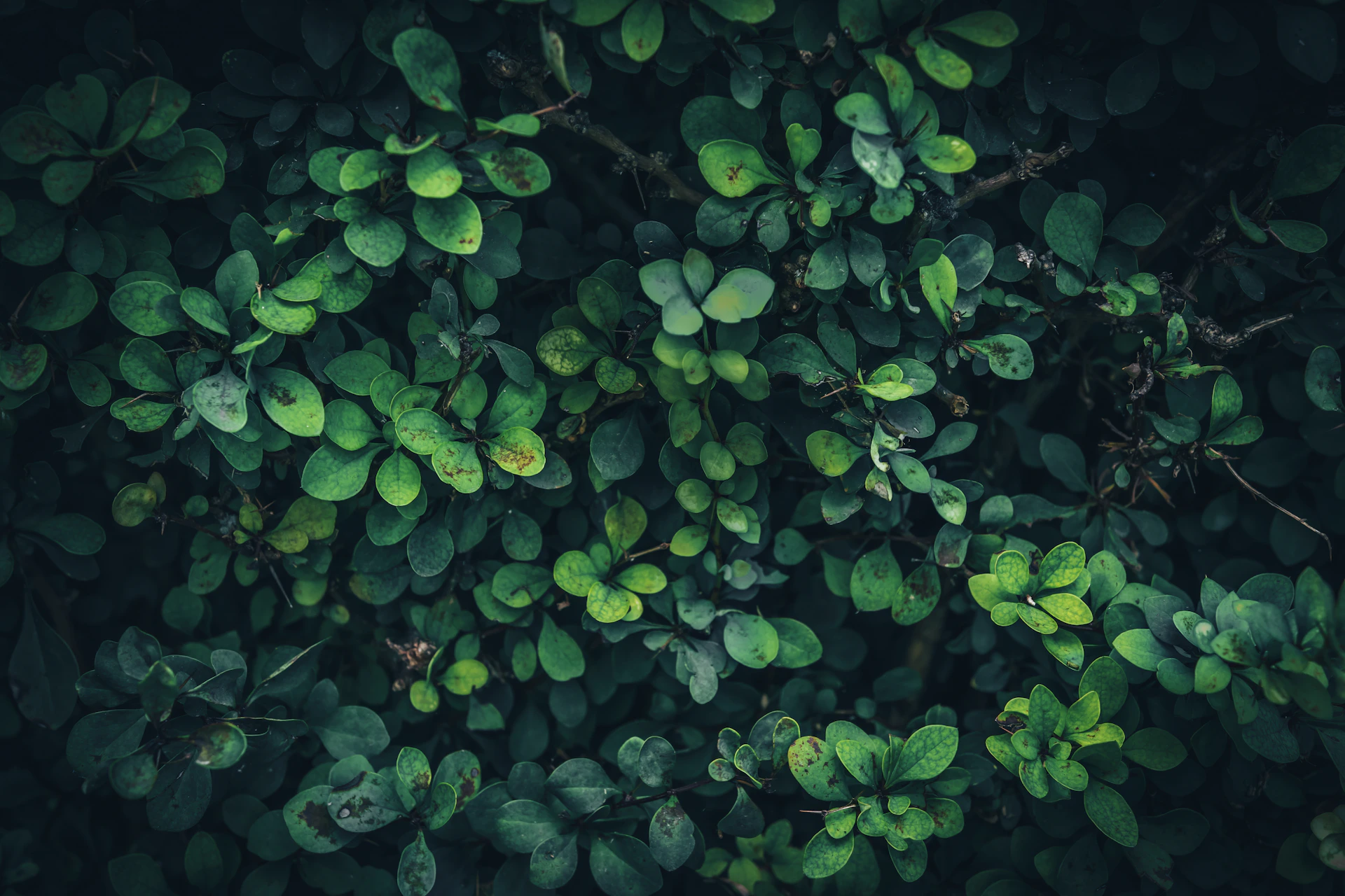 A bunch of green leaves that are on a tree