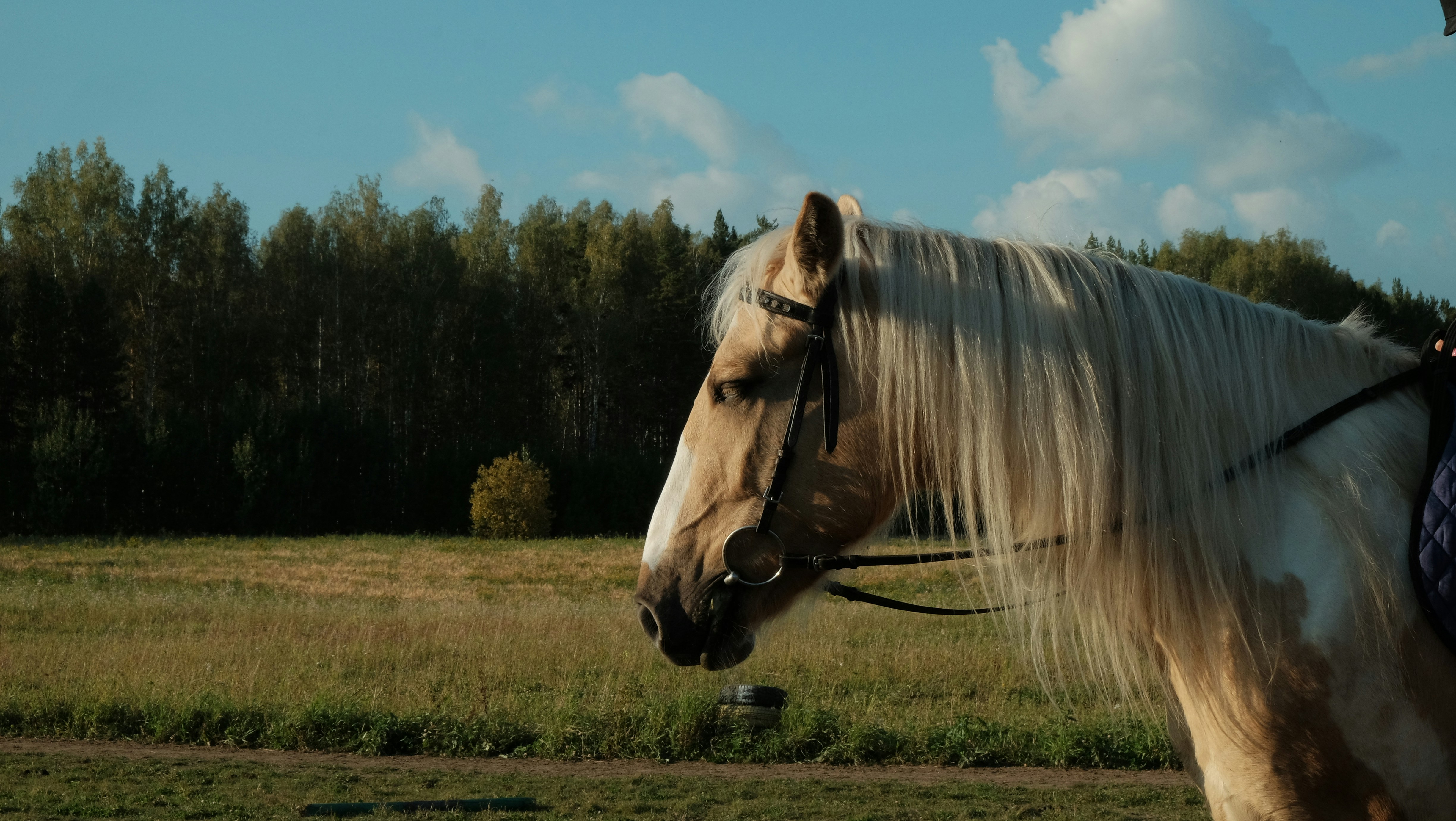 A man riding on the back of a white horse photo – Free Forest Image on ...