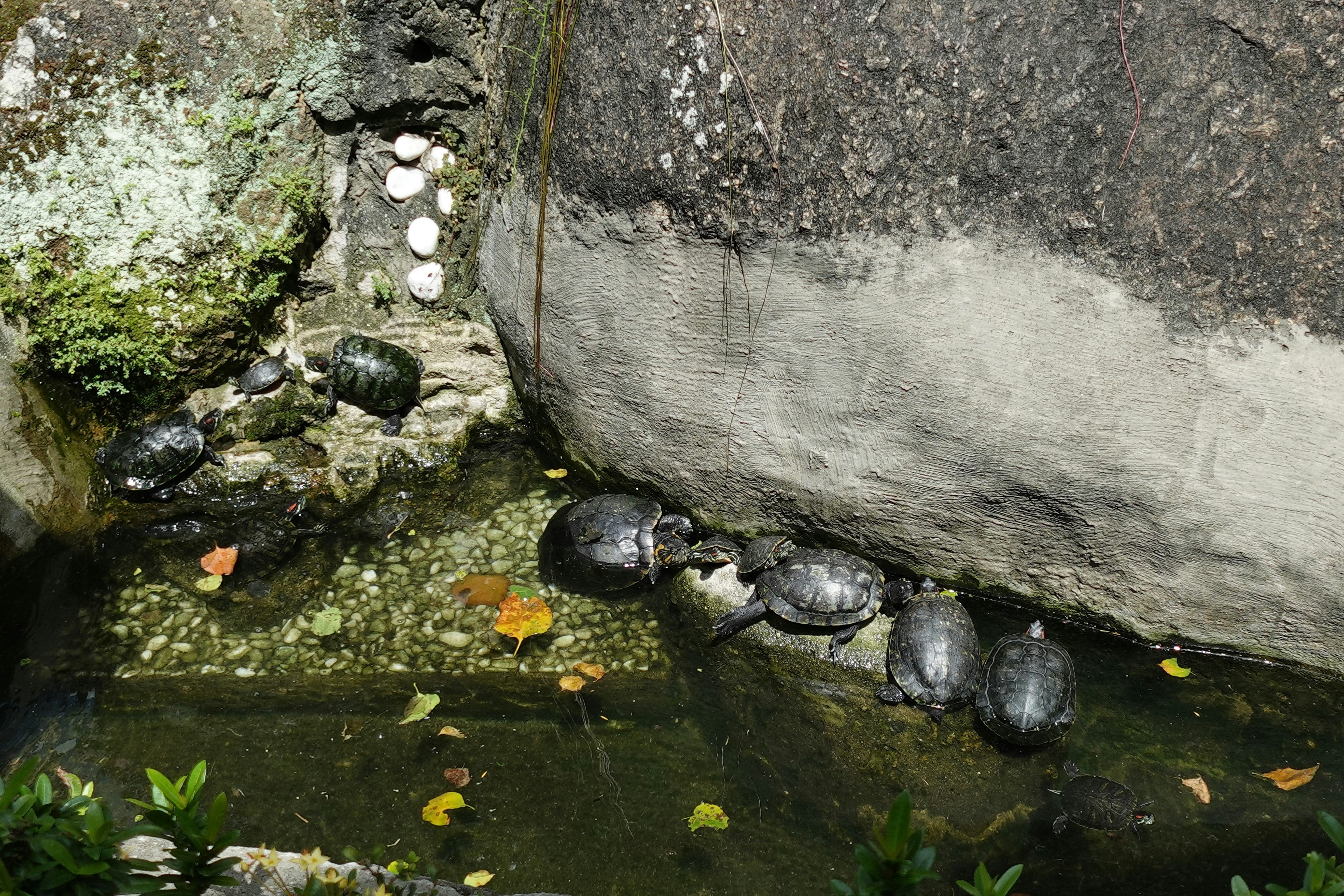 A close up of a water feature with rocks in the background