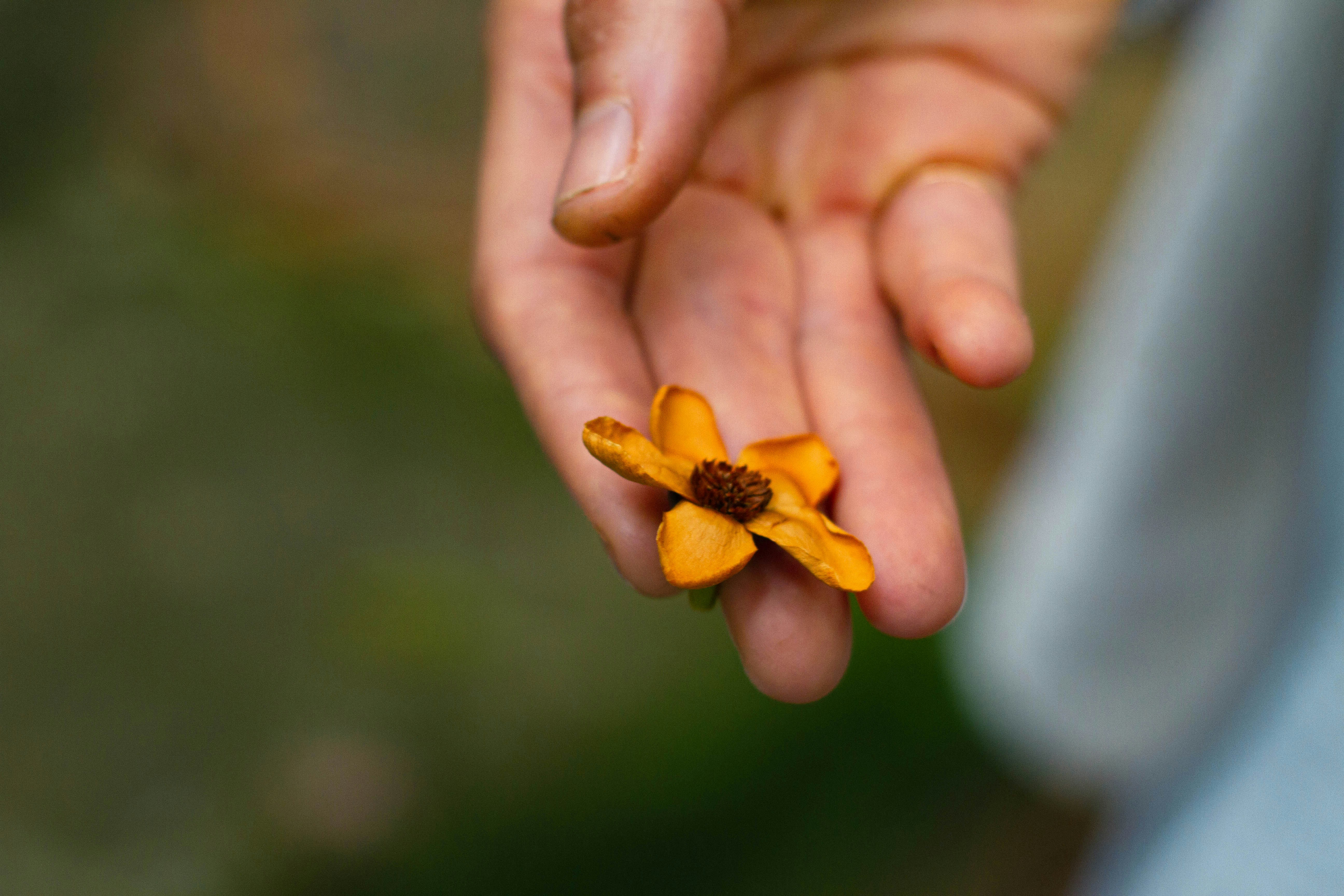 Una persona sosteniendo una flor en su mano
