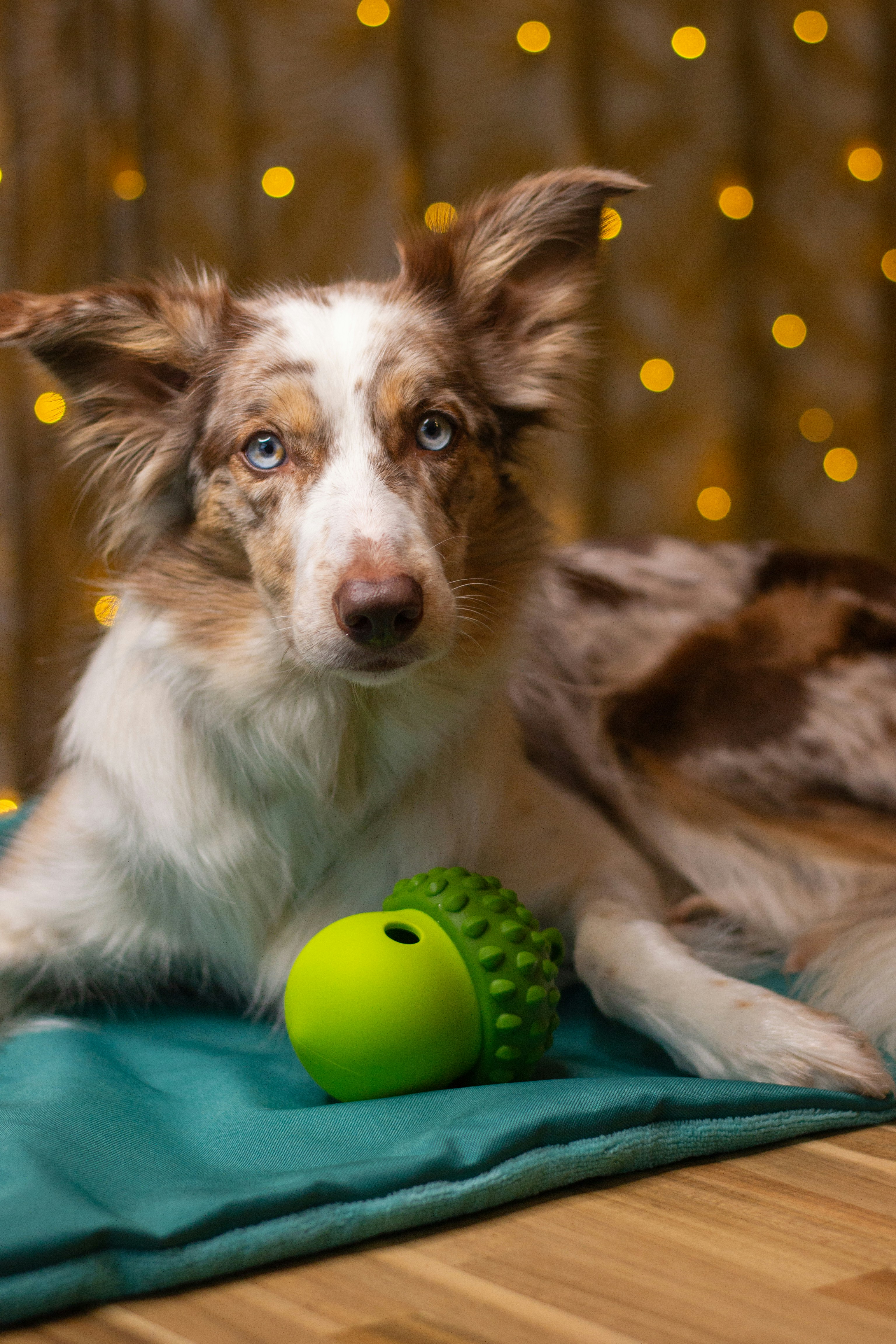 Ein braun-weißer Hund, der auf einem Holzboden liegt