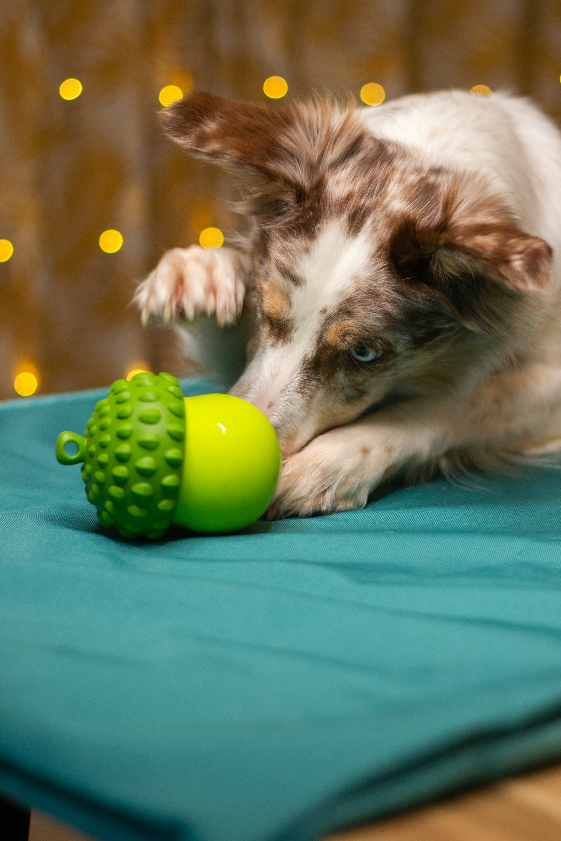 A dog playing with a toy on a table