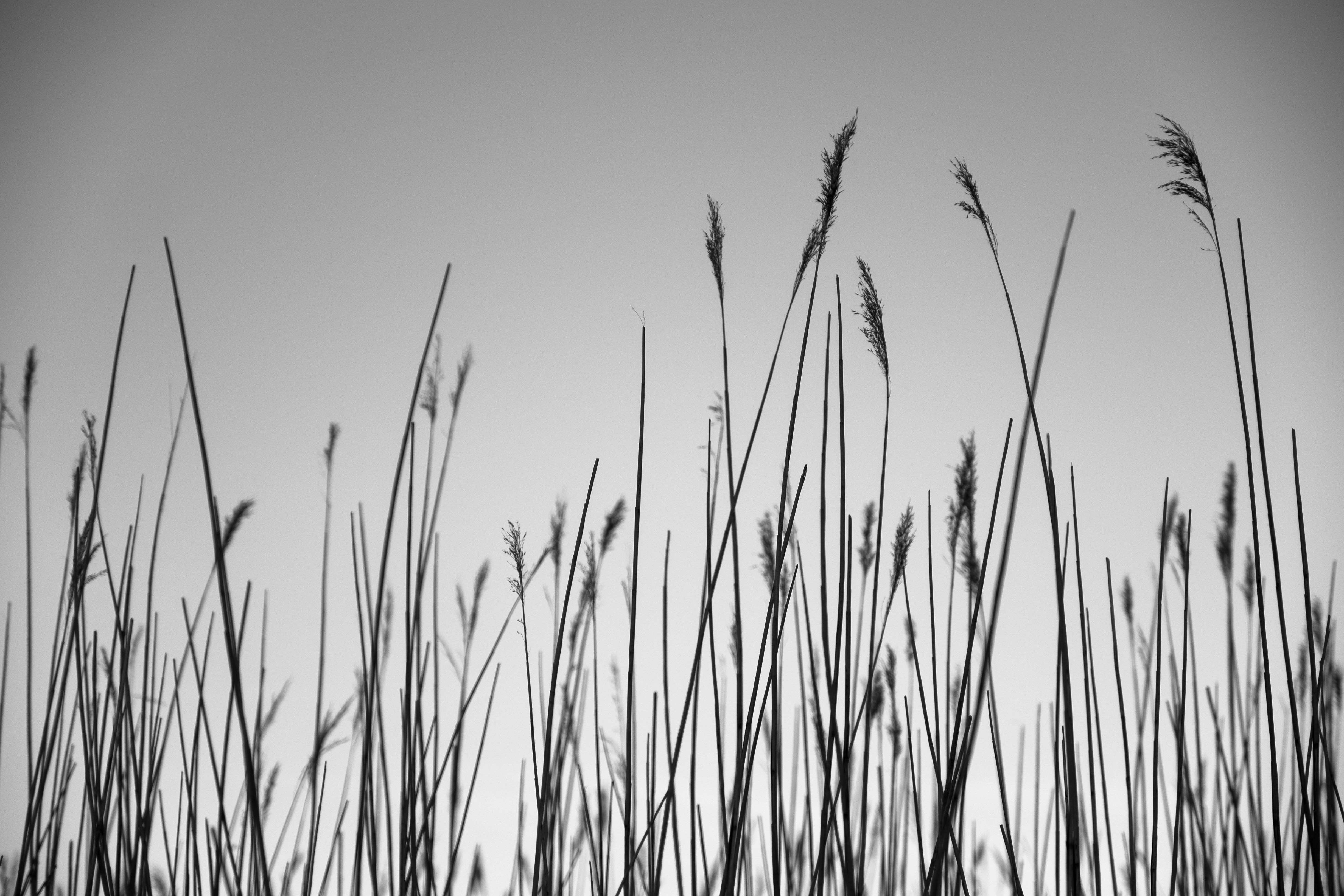 A black and white photo of tall grass