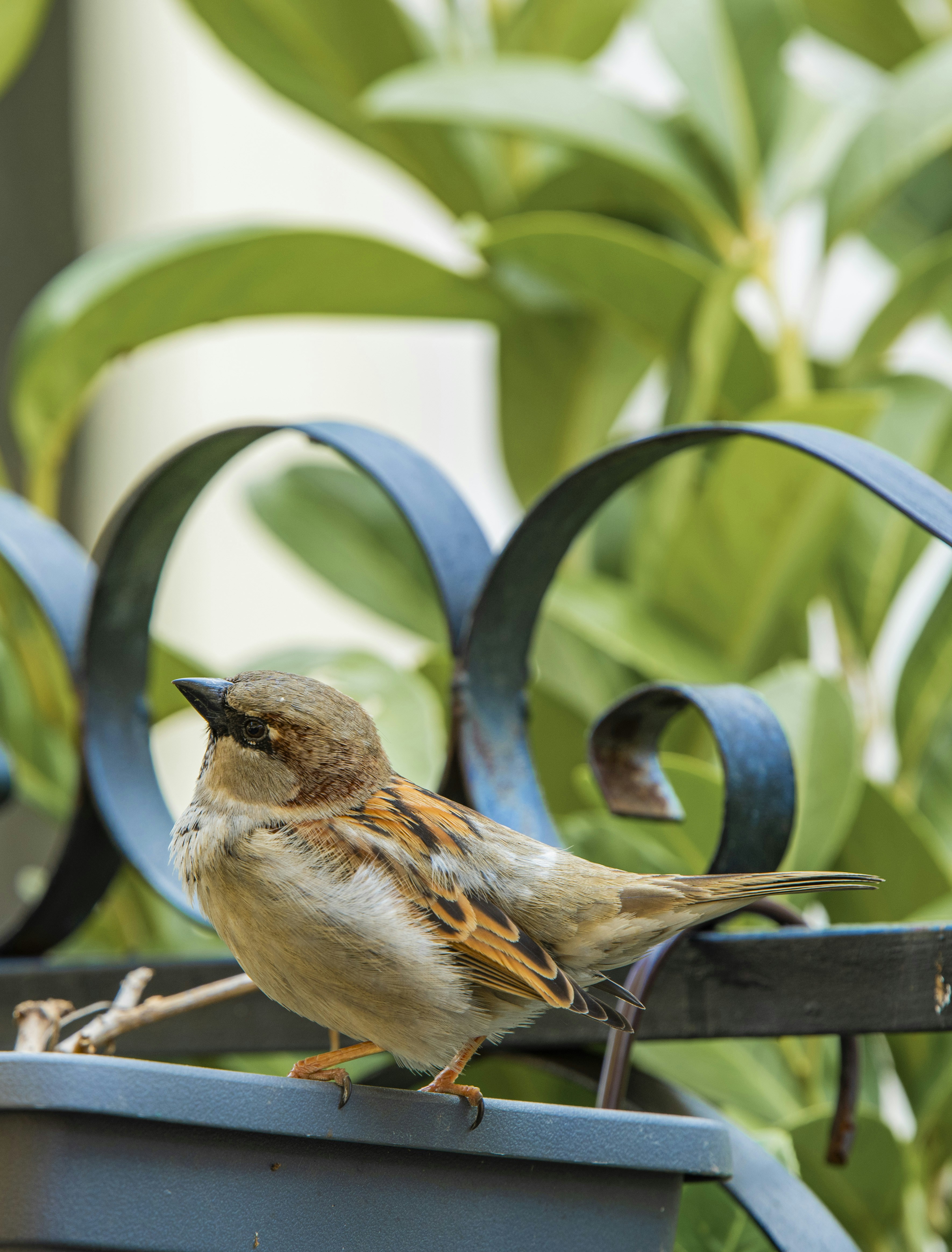 7 Eco-Friendly Backyard Designs for Bird Watching Lovers