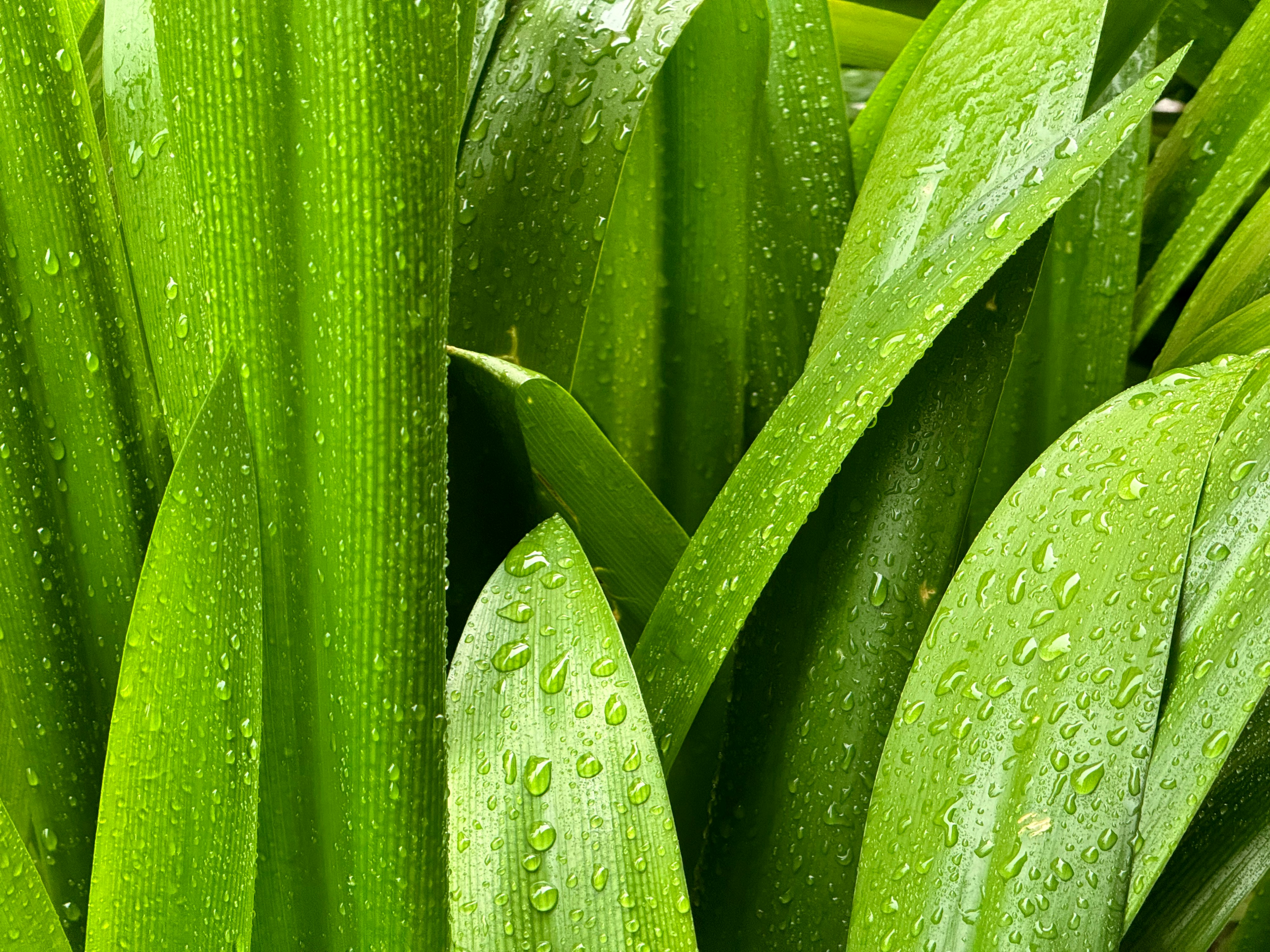 Nahaufnahme einer grünen Pflanze mit Wassertropfen