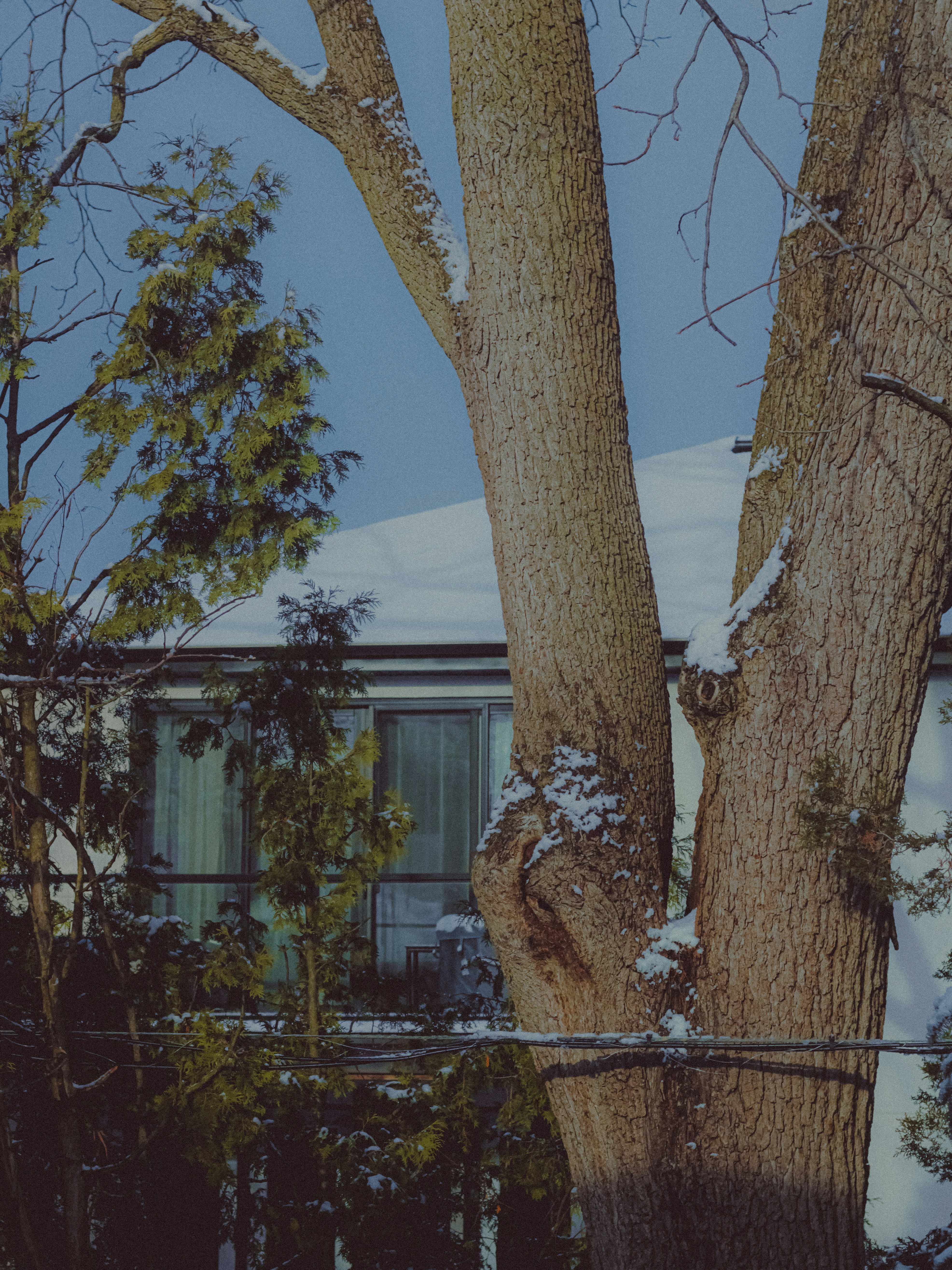 Photo by linusbelanger