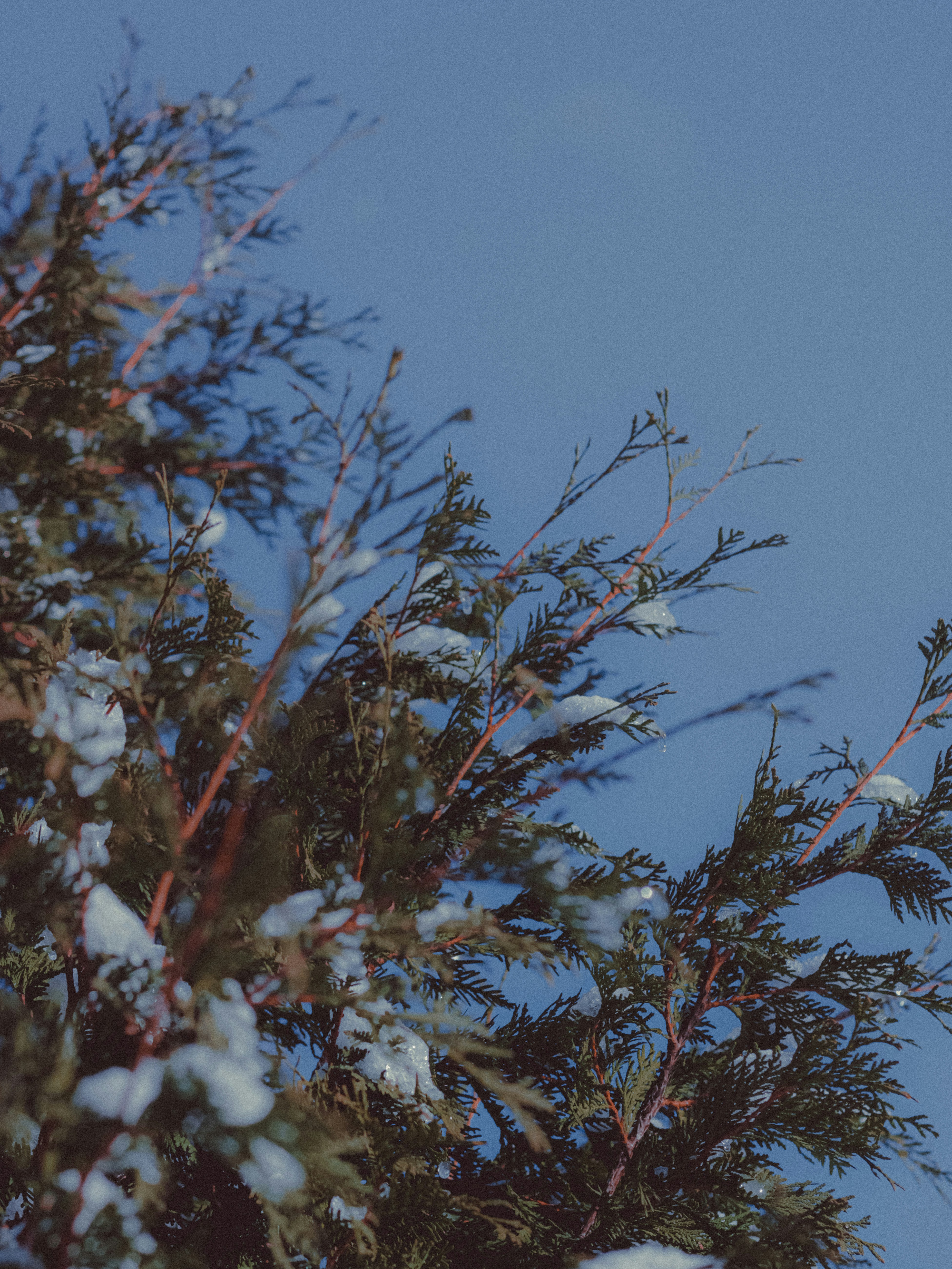 Photo by linusbelanger