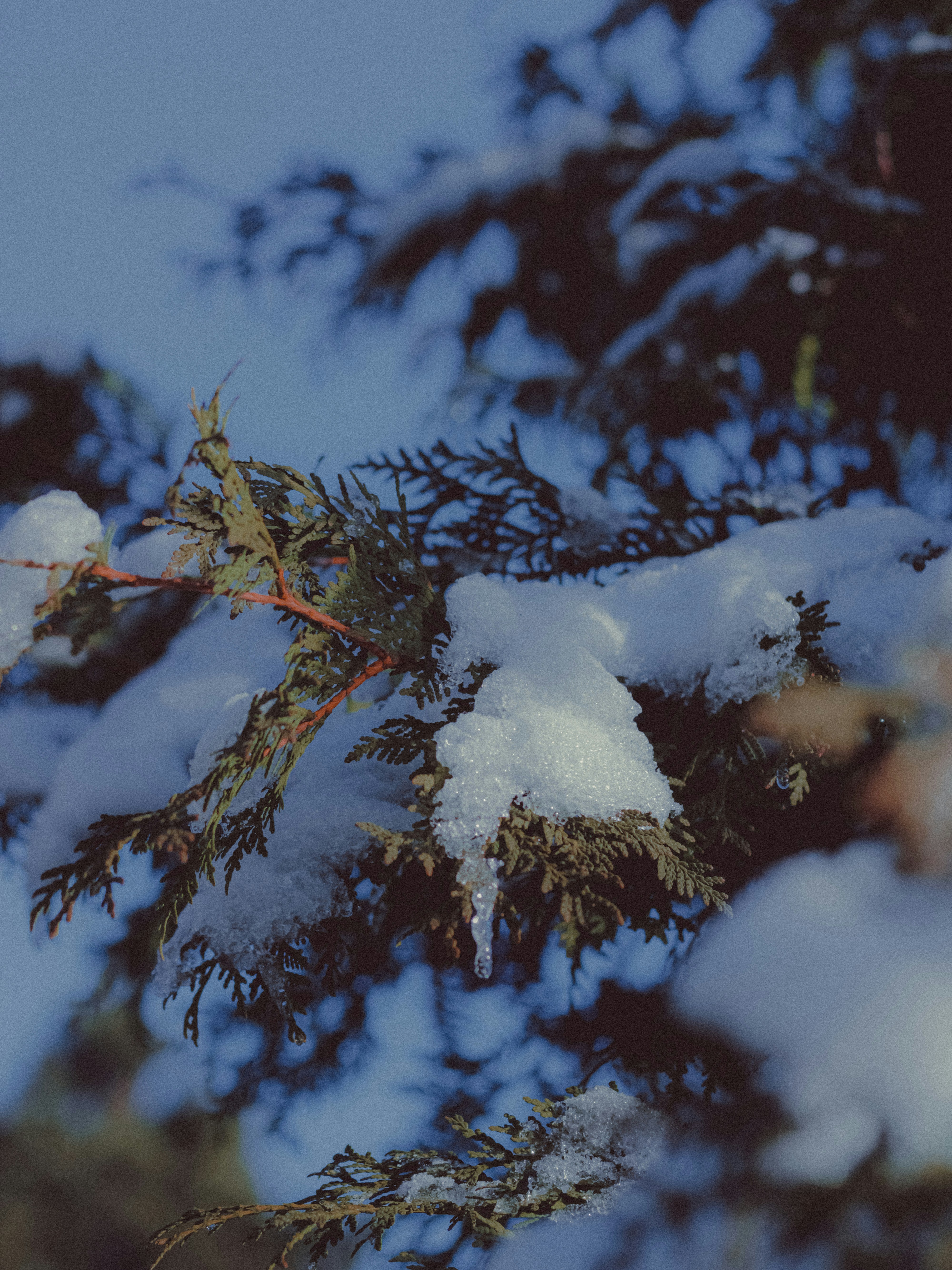 Photo by linusbelanger