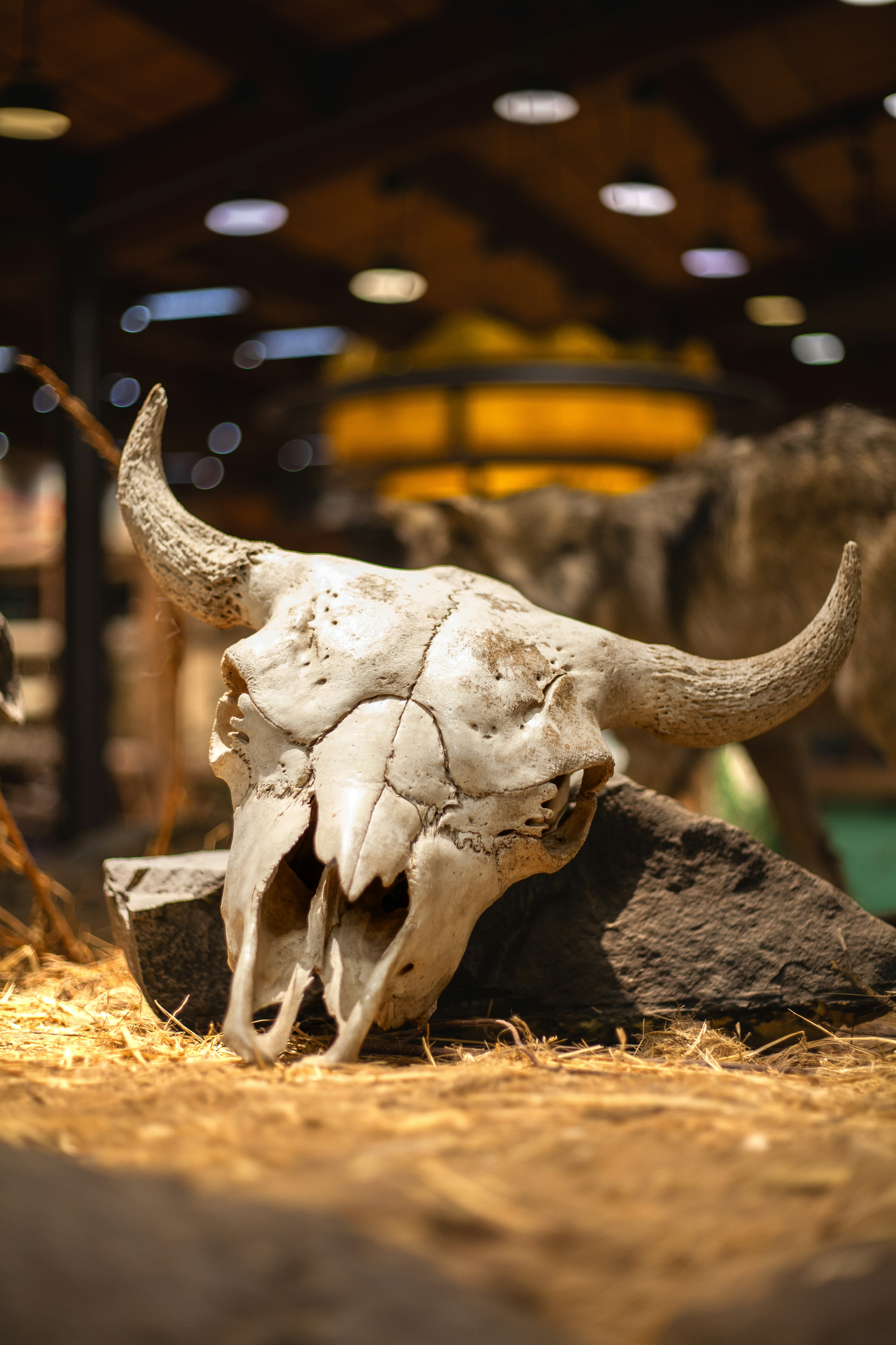 A cow skull sitting on top of a pile of hay