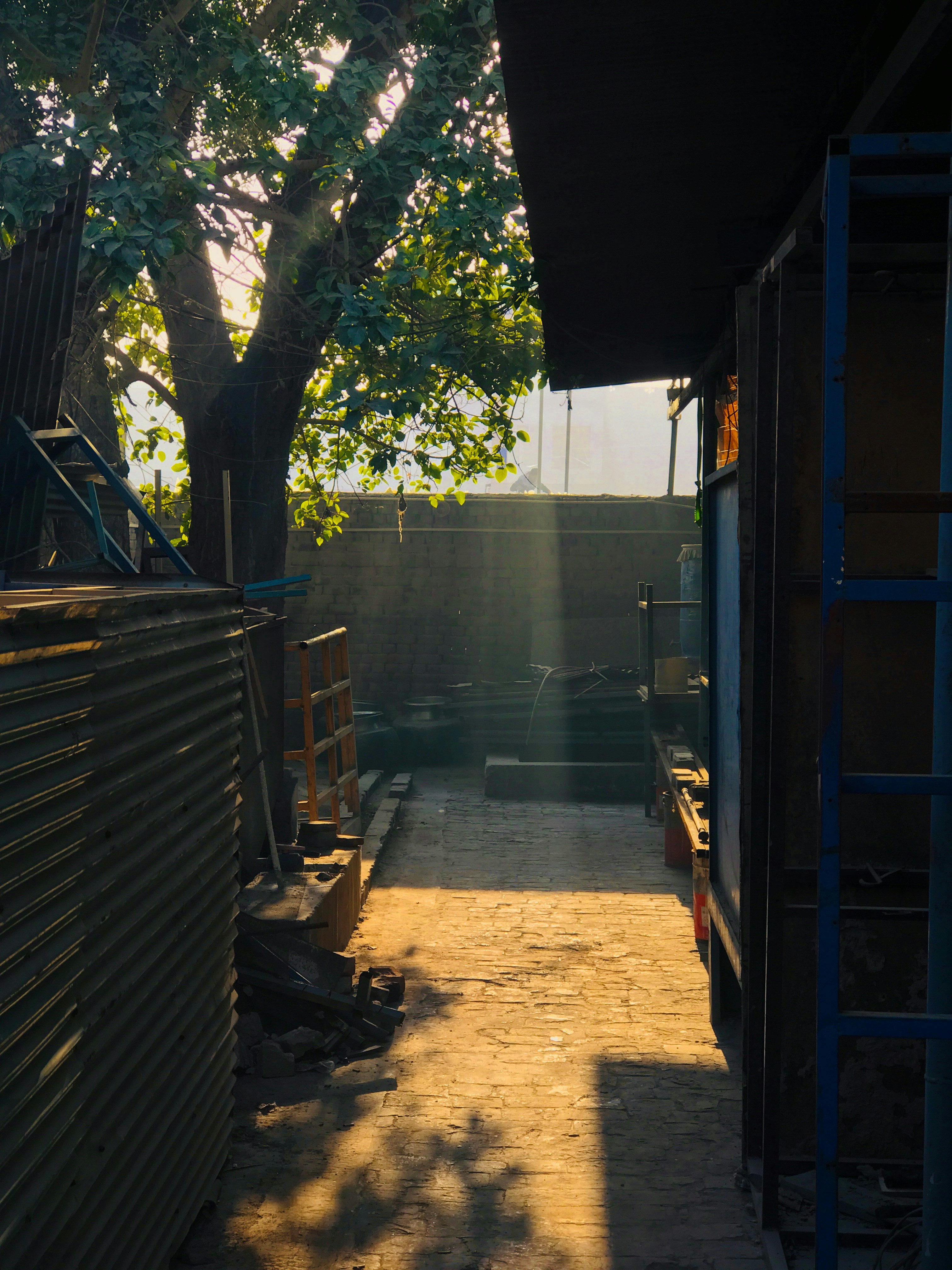 The sun is shining through the trees on the side of a building