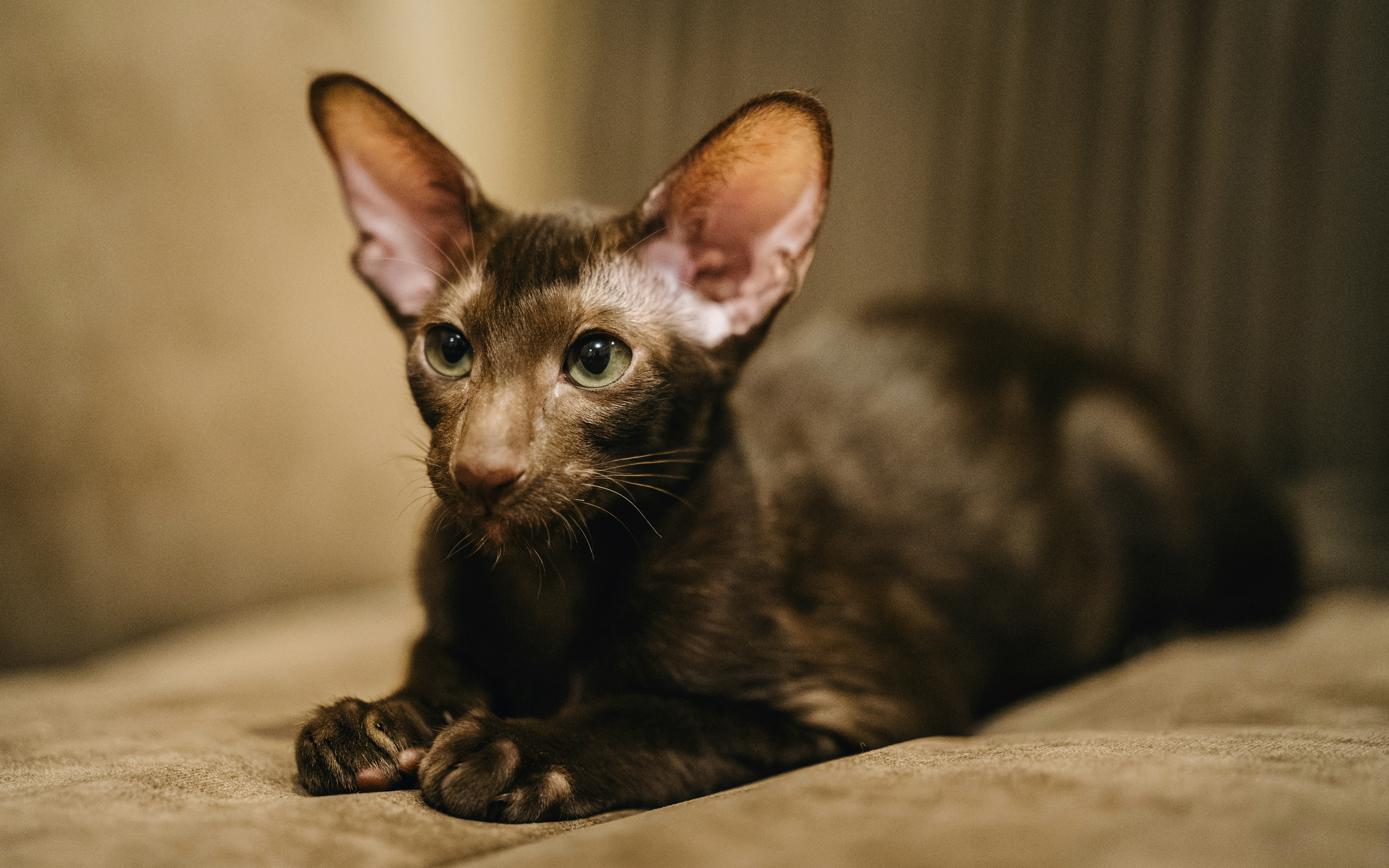 American Curl: Ears That Defy Gravity (image credits: unsplash)