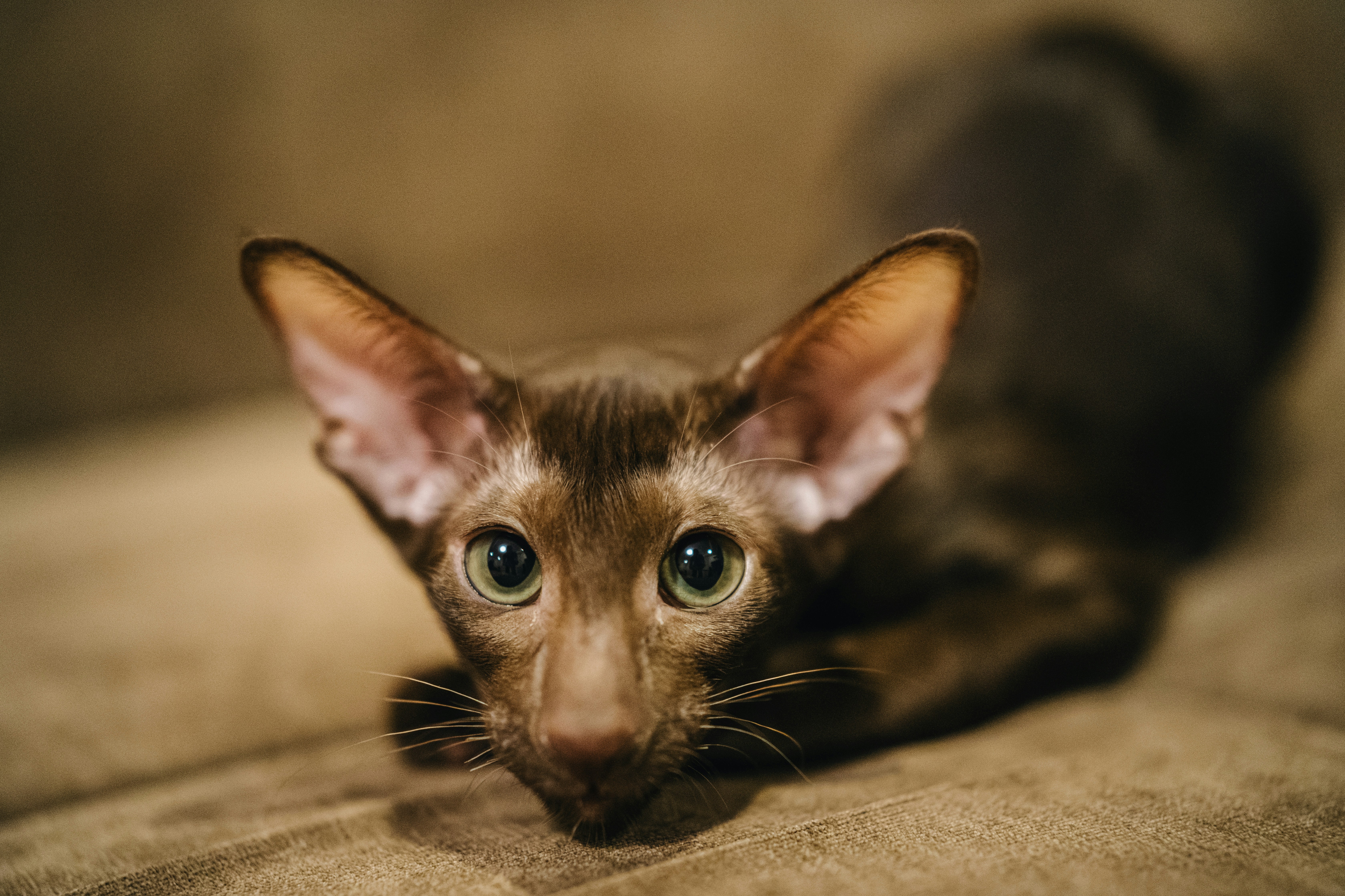 Ears on Alert (image credits: unsplash)
