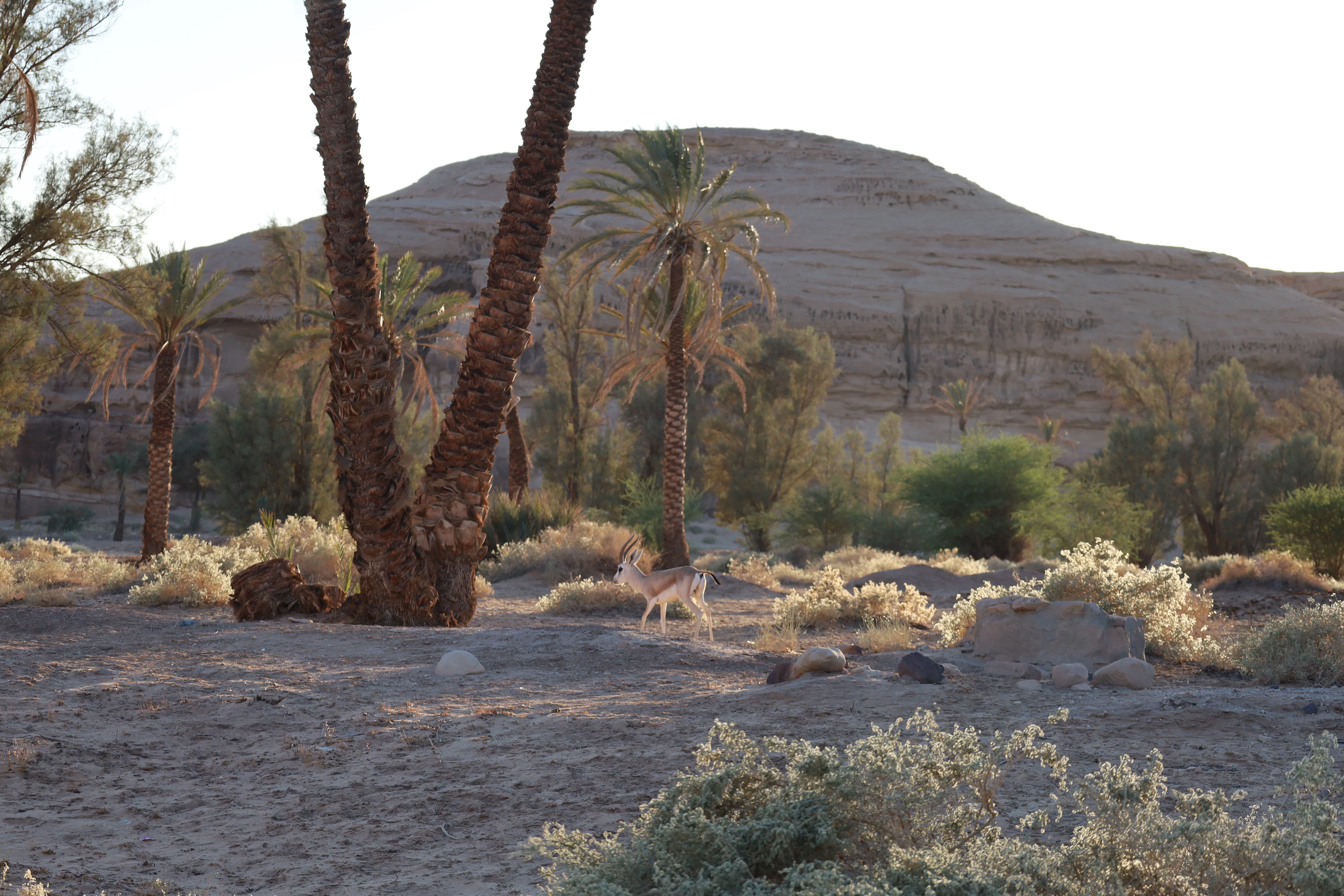 Date palms and desert shrubs in the AlUla oasis at golden hour, with a sandstone hill glowing in the background