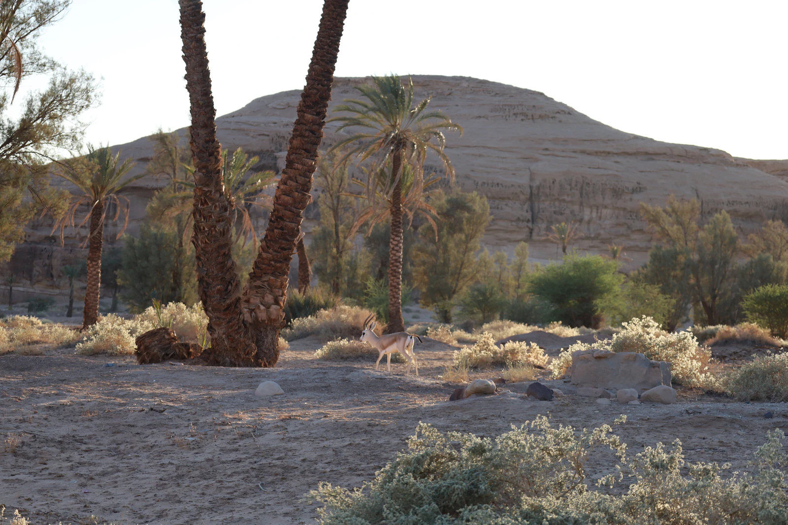 Palms and sandstone hills at Hegra in the AlUla region