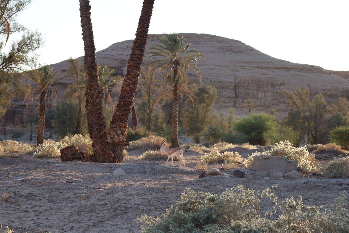 Hotels in AlUla under $300