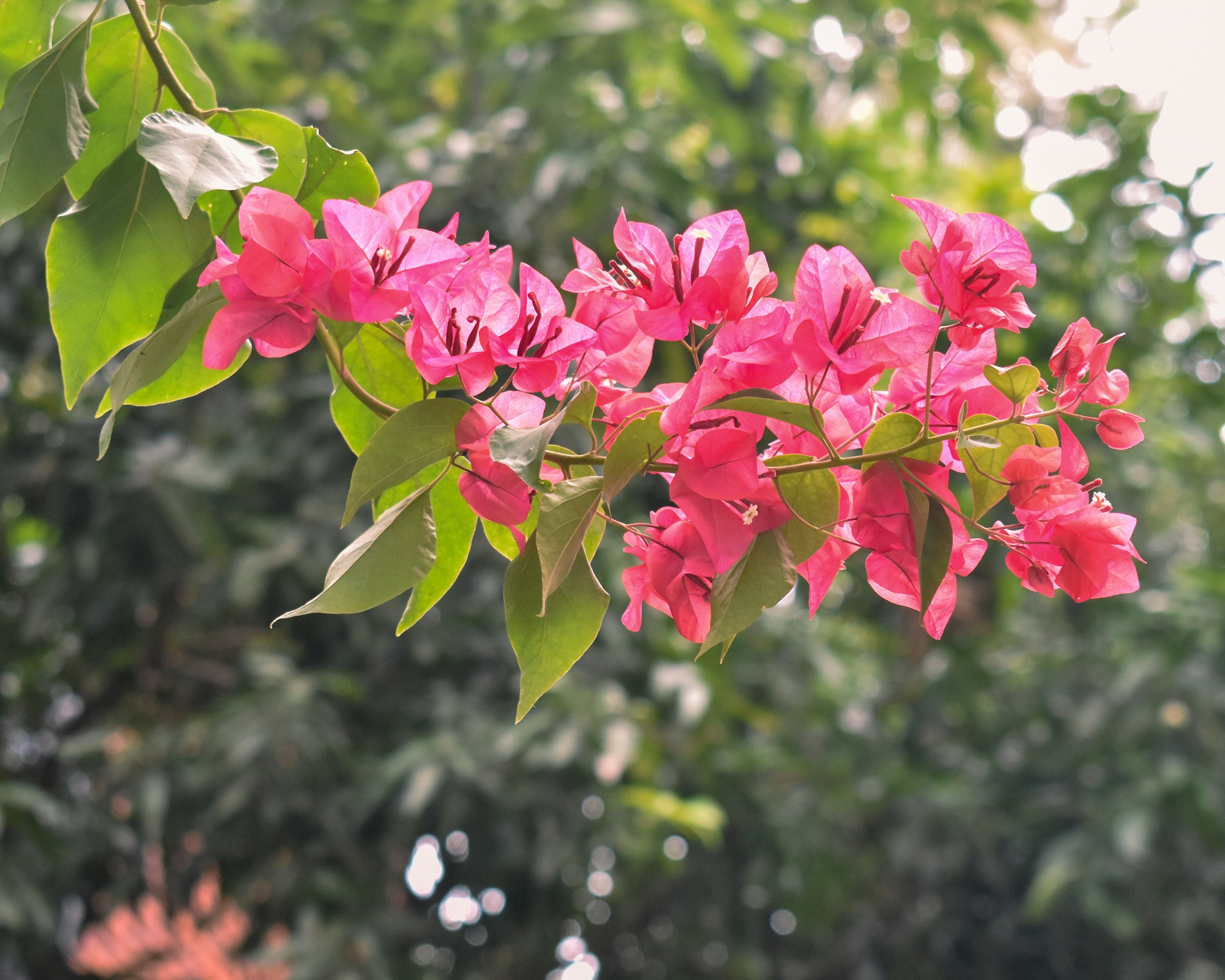Pink flowers hanging from tree