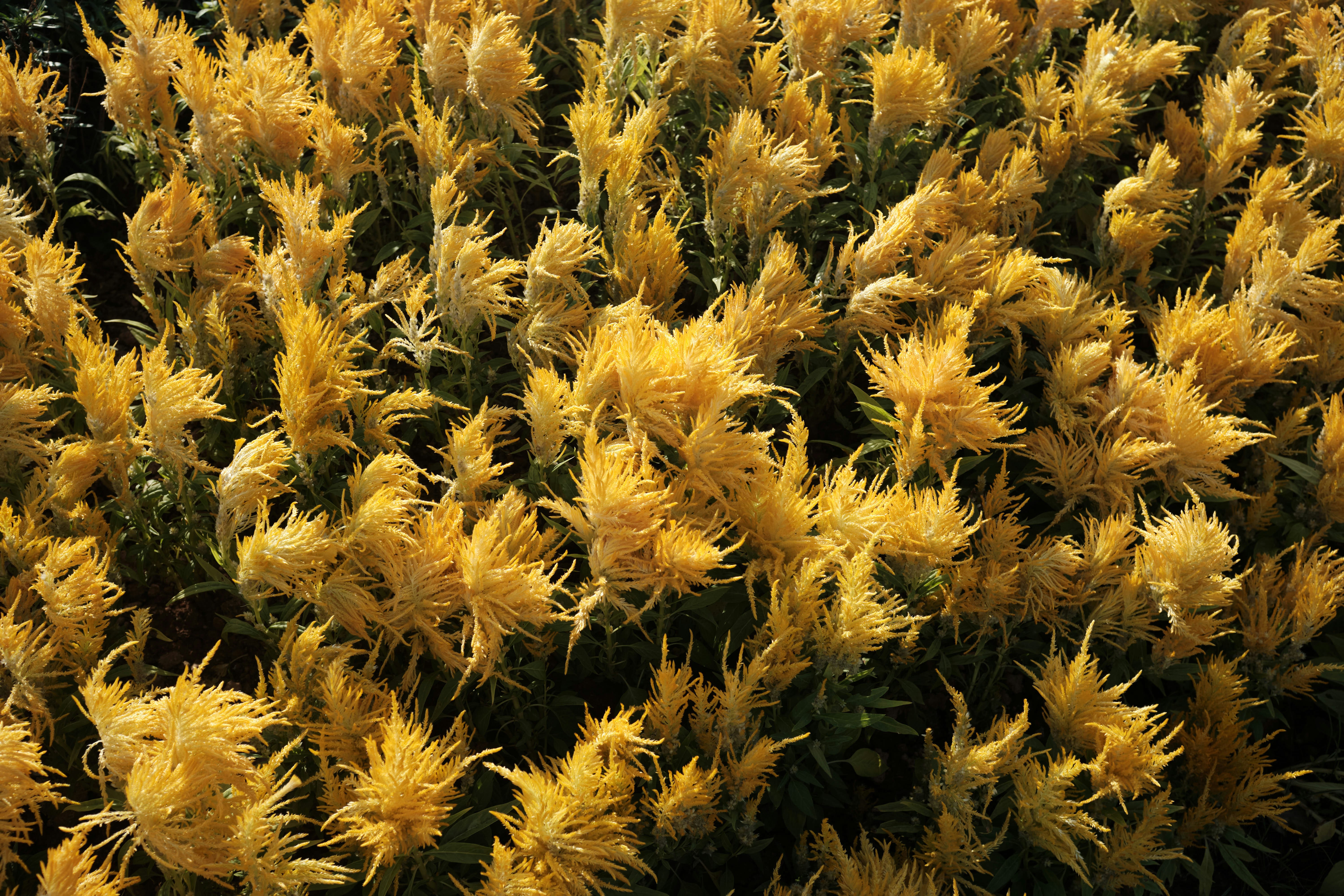 Un primo piano di una pianta con fiori gialli