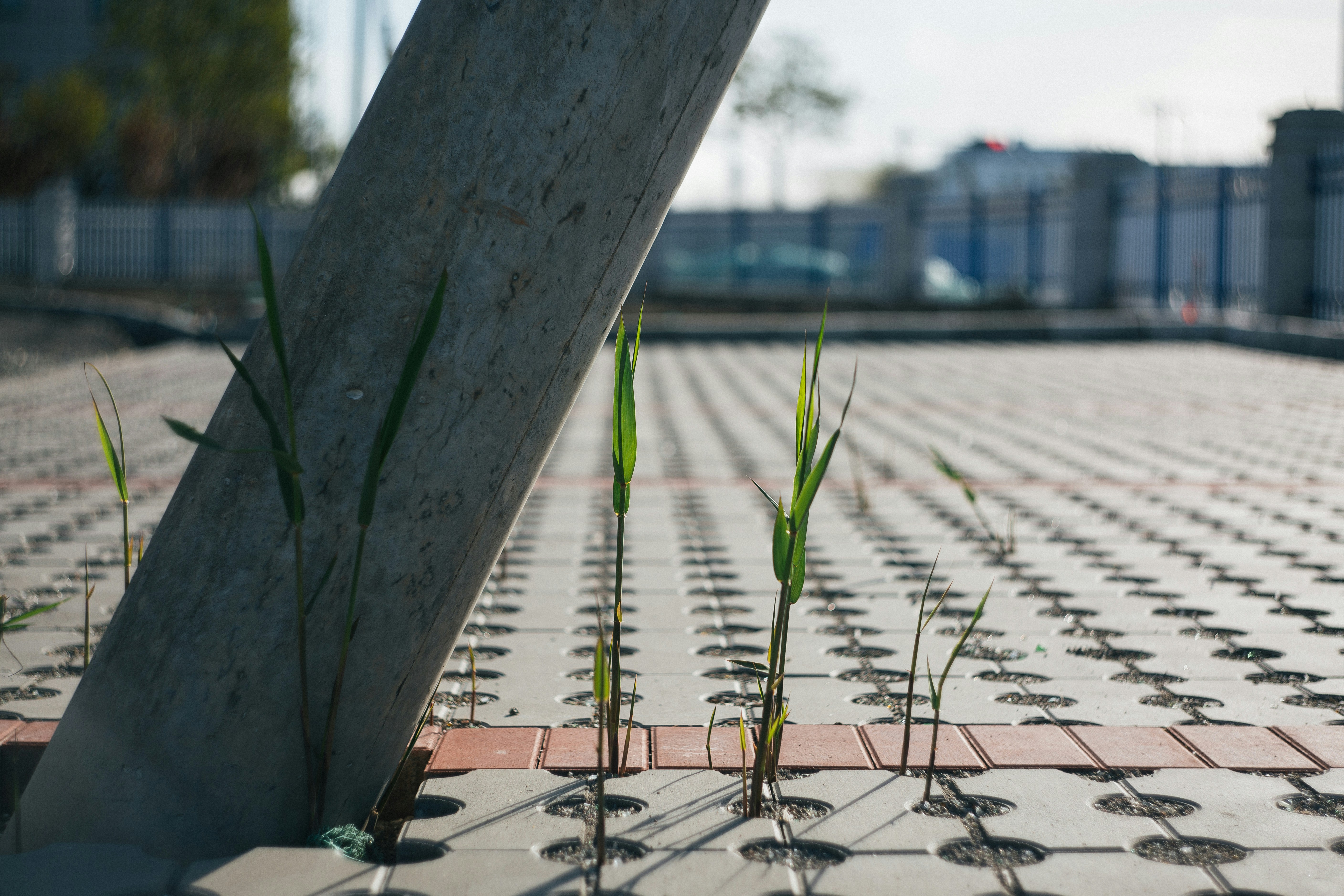 A brick walkway with grass growing through it