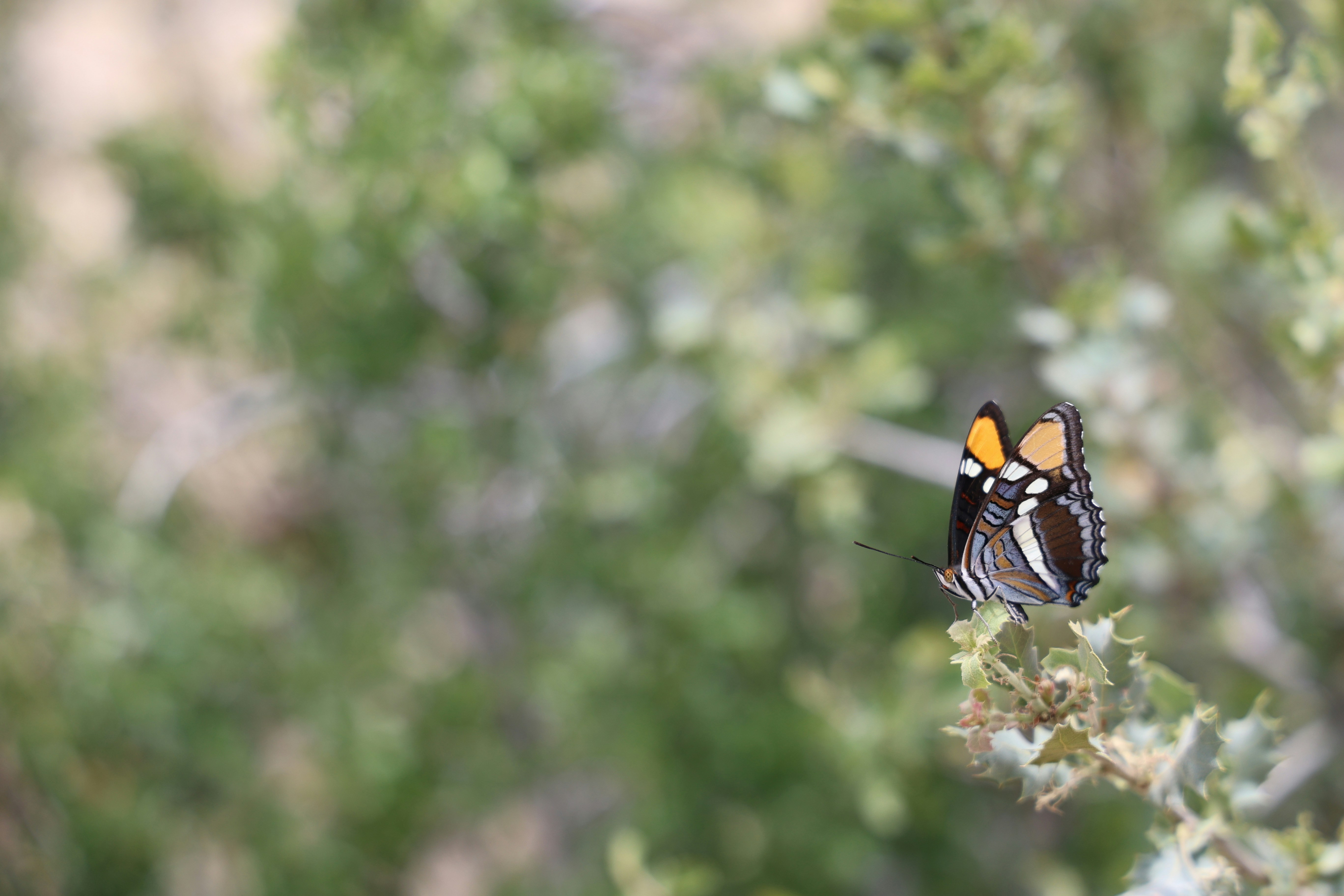 A butterfly sitting on top of a tree branch
