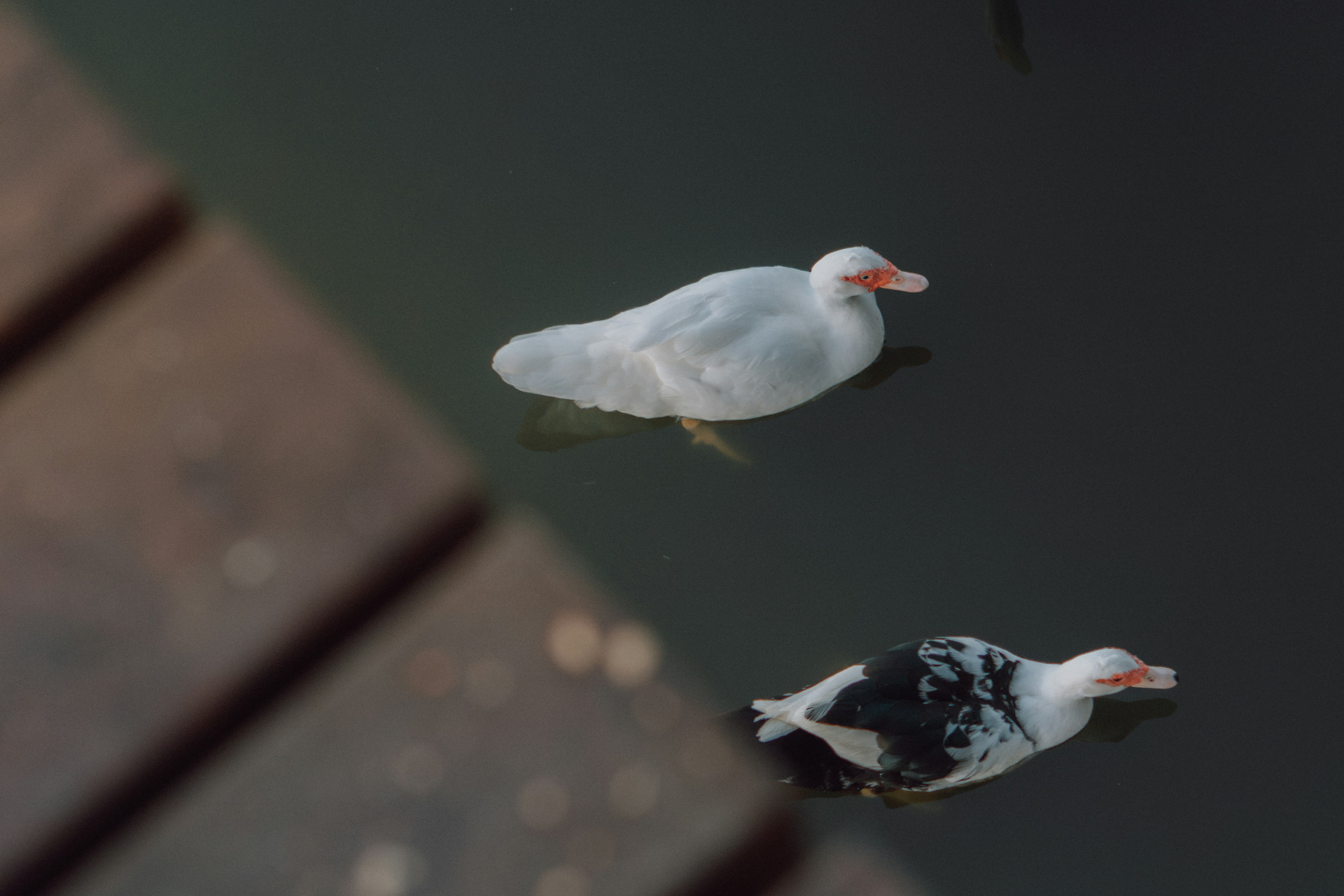 Photo by makispps