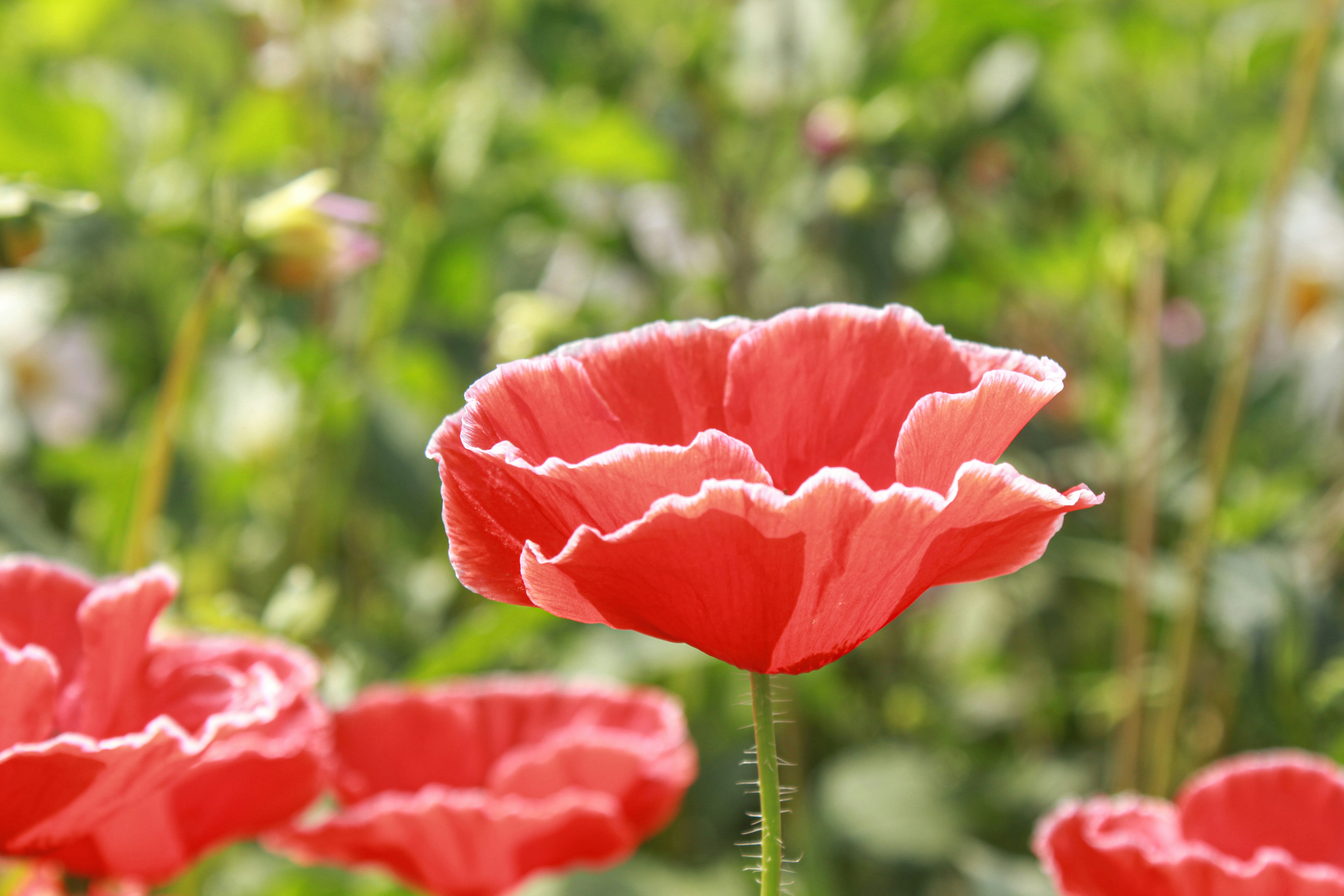 Photo by varunnmehra