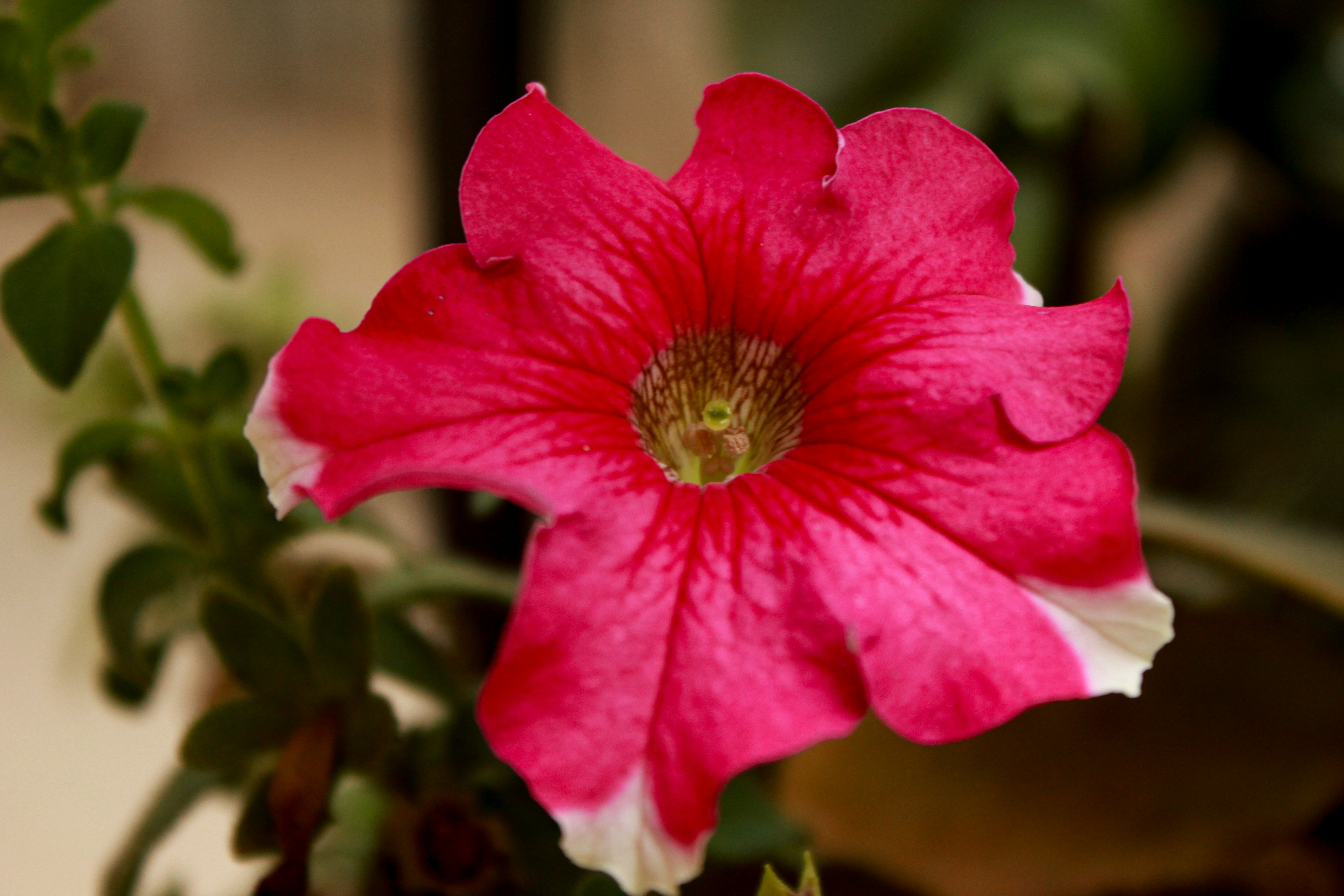 Photo by varunnmehra