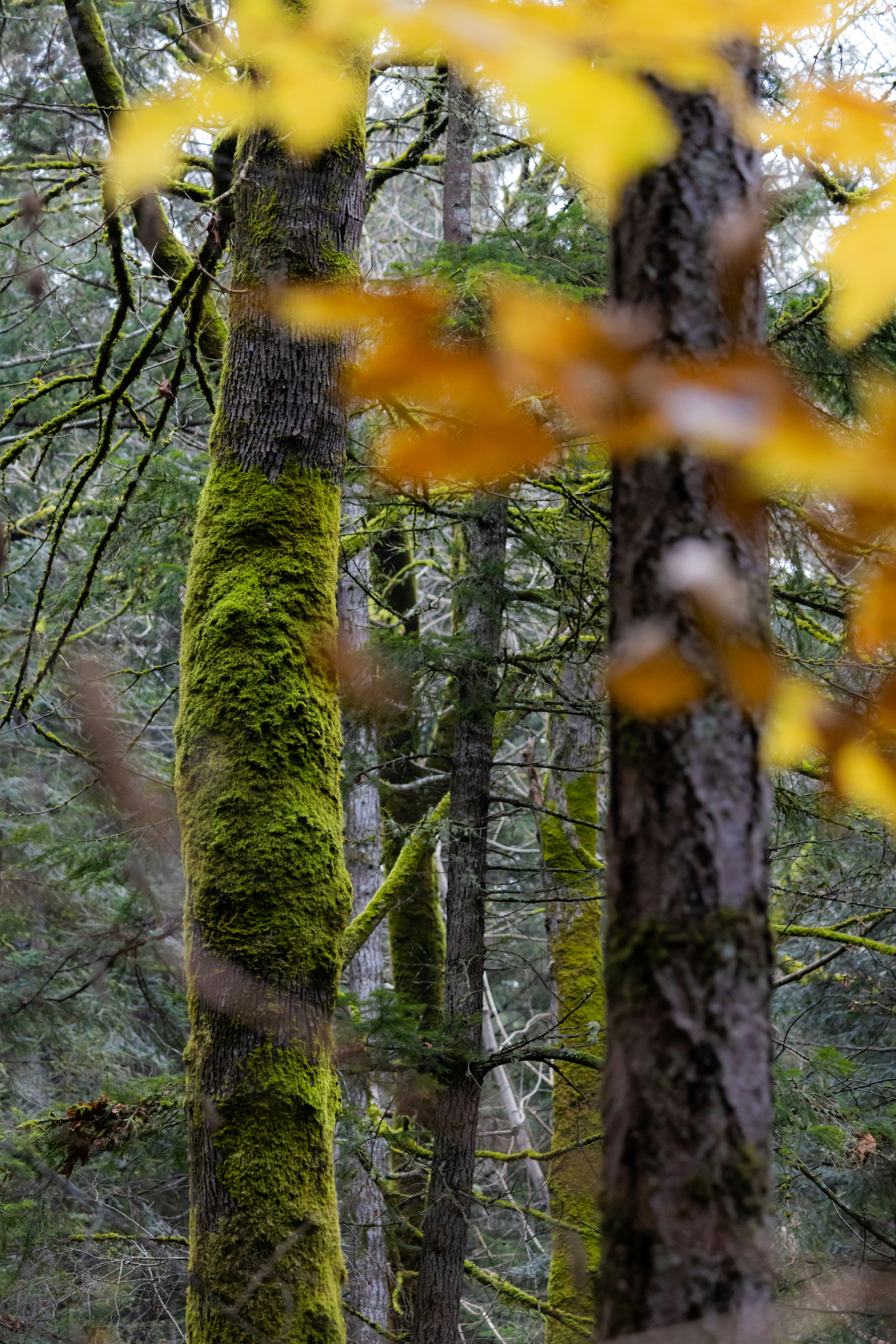 A forest filled with lots of trees covered in green moss