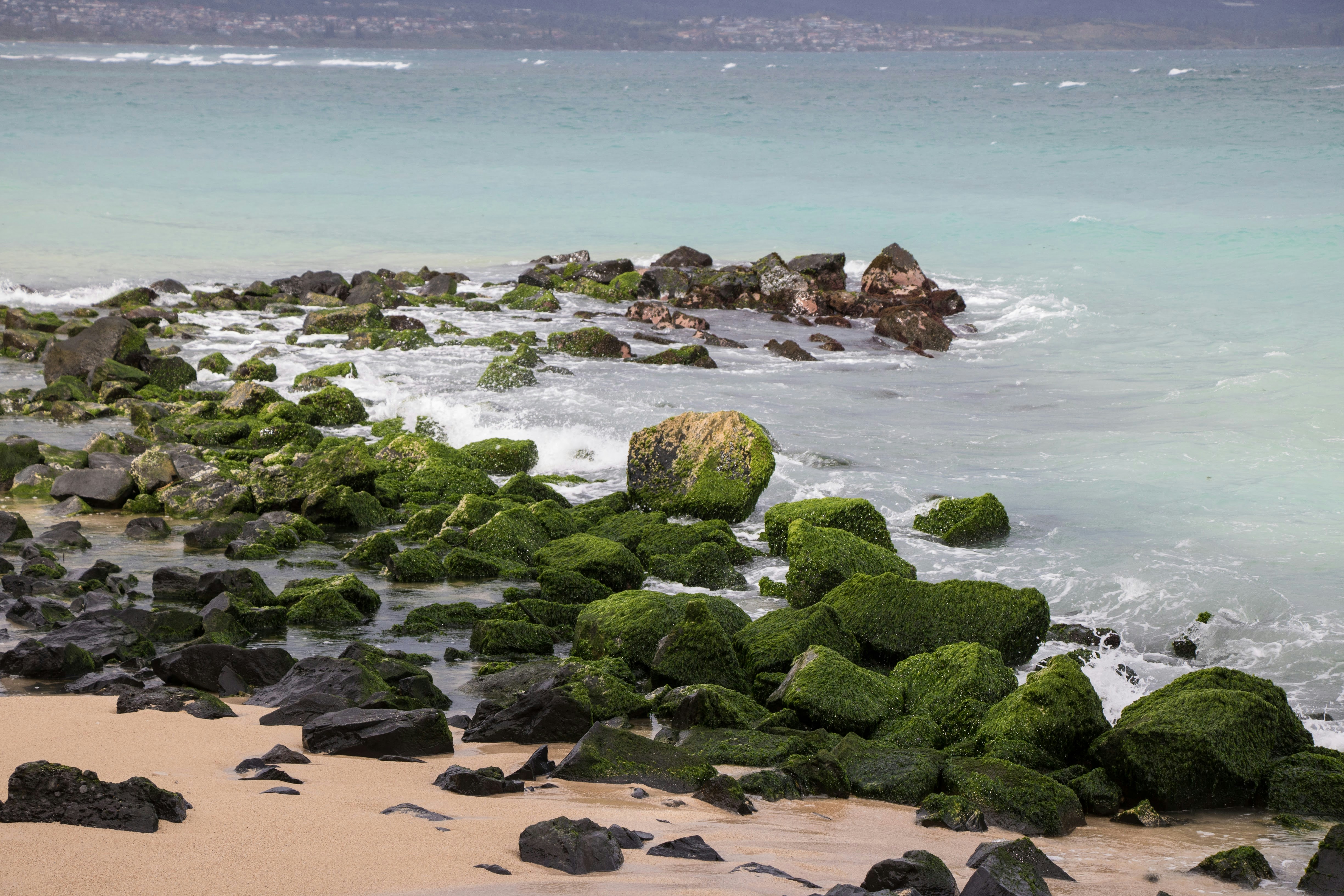 Una spiaggia rocciosa su cui crescono alghe verdi
