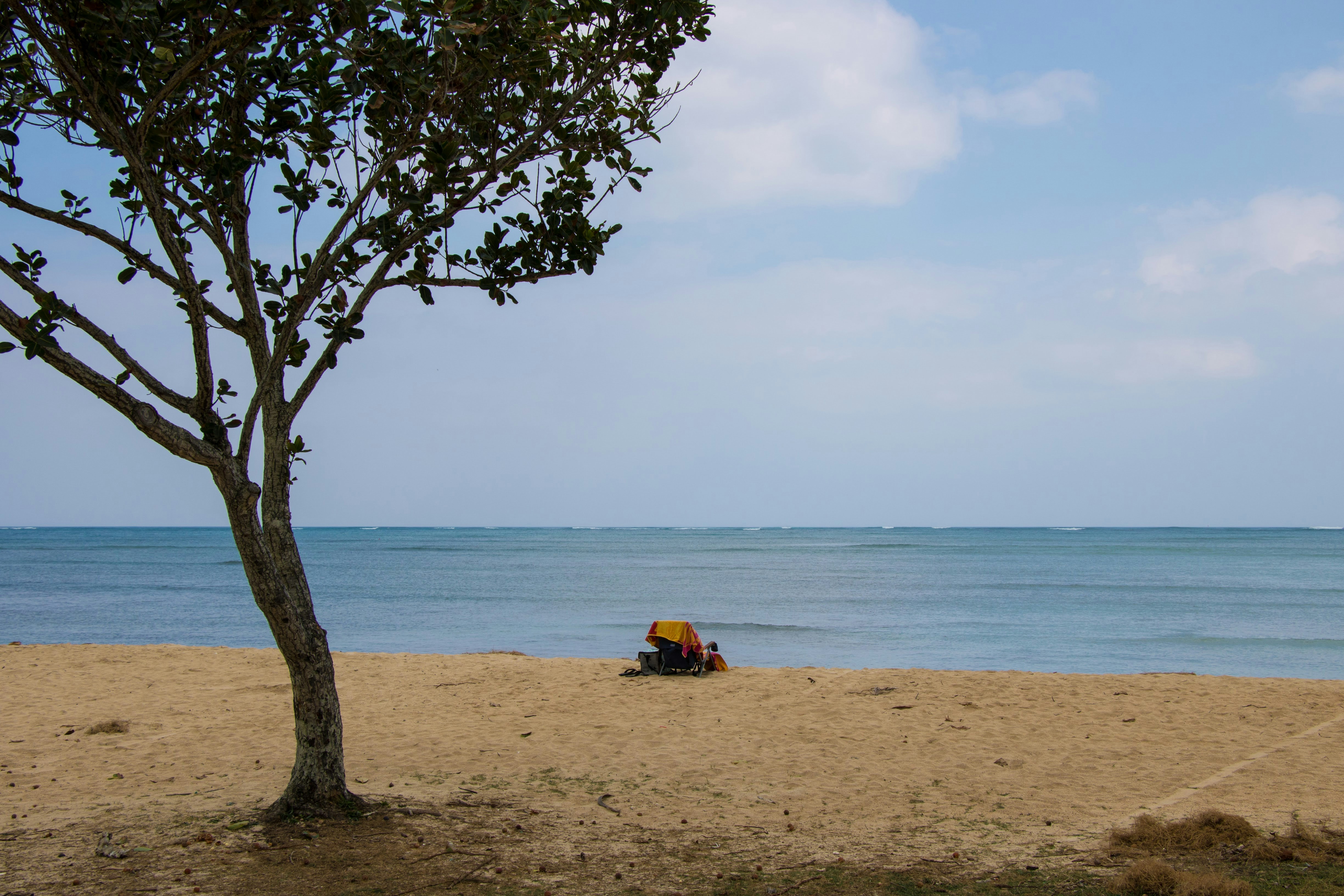 A tree on a beach with a body of water in the background