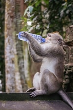A monkey sitting on a ledge drinking from a bottle