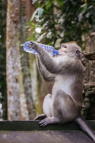A monkey sitting on a ledge drinking from a bottle