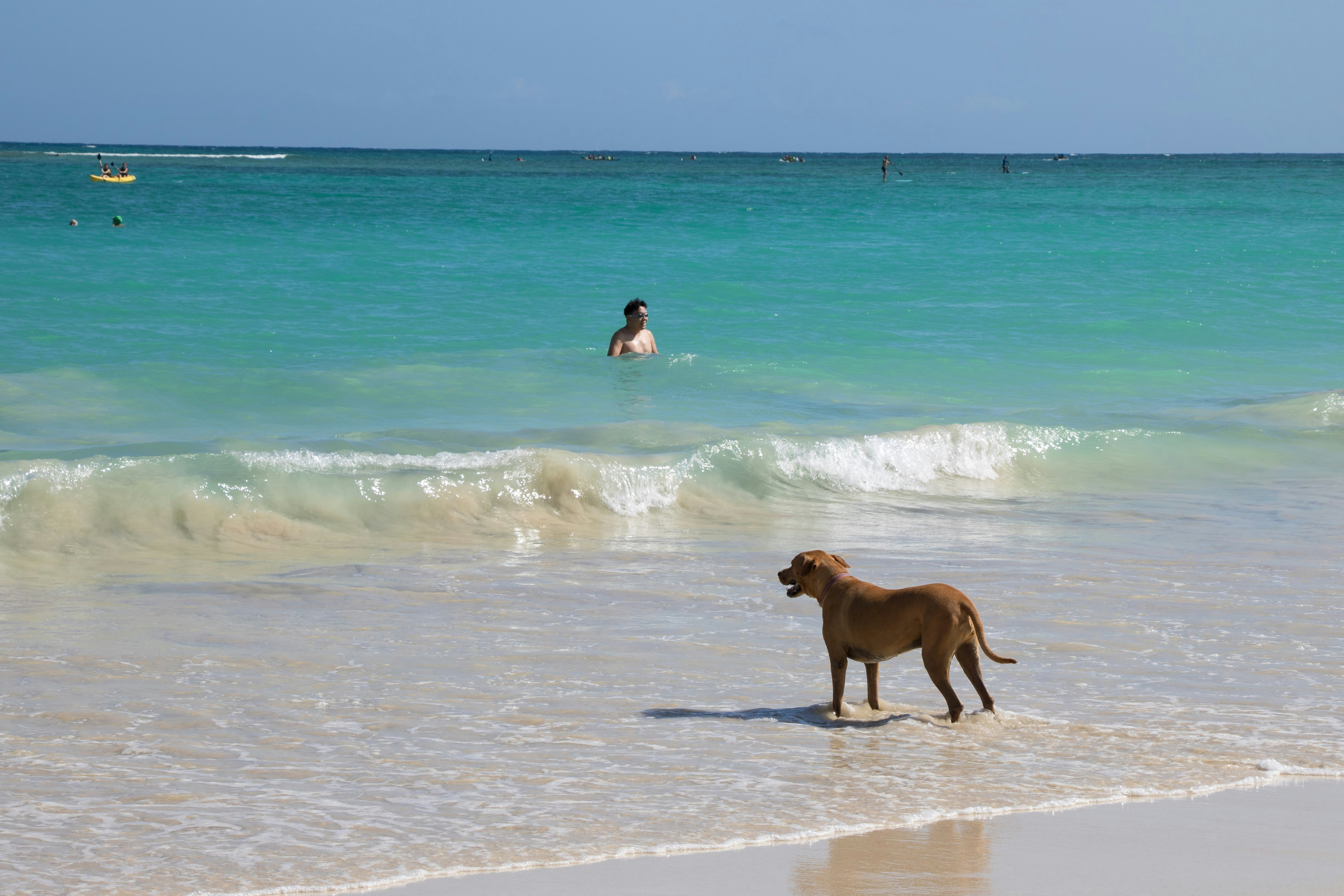 A brown dog standing on top of a sandy beach