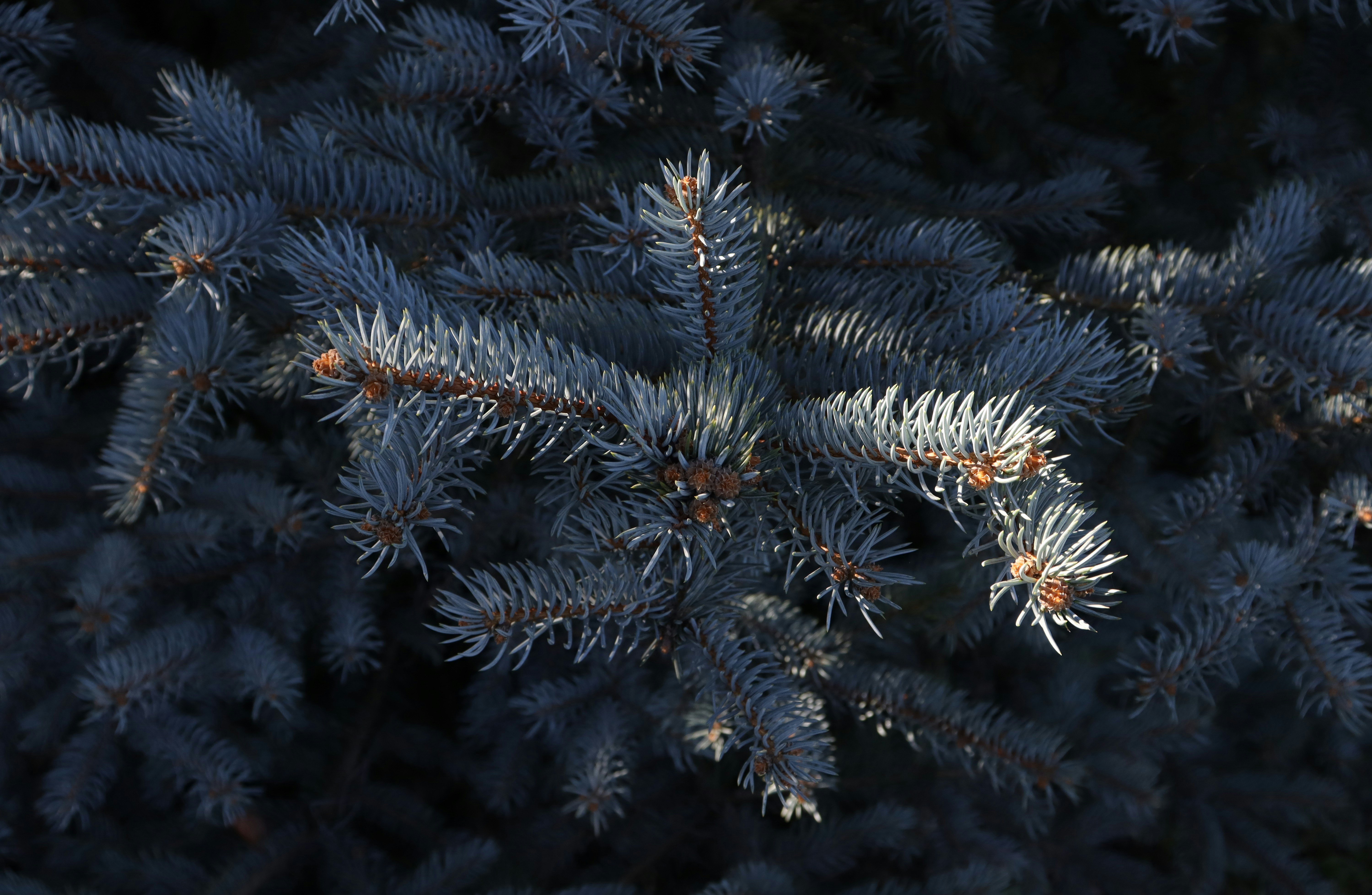 Photo by bored_mongoose