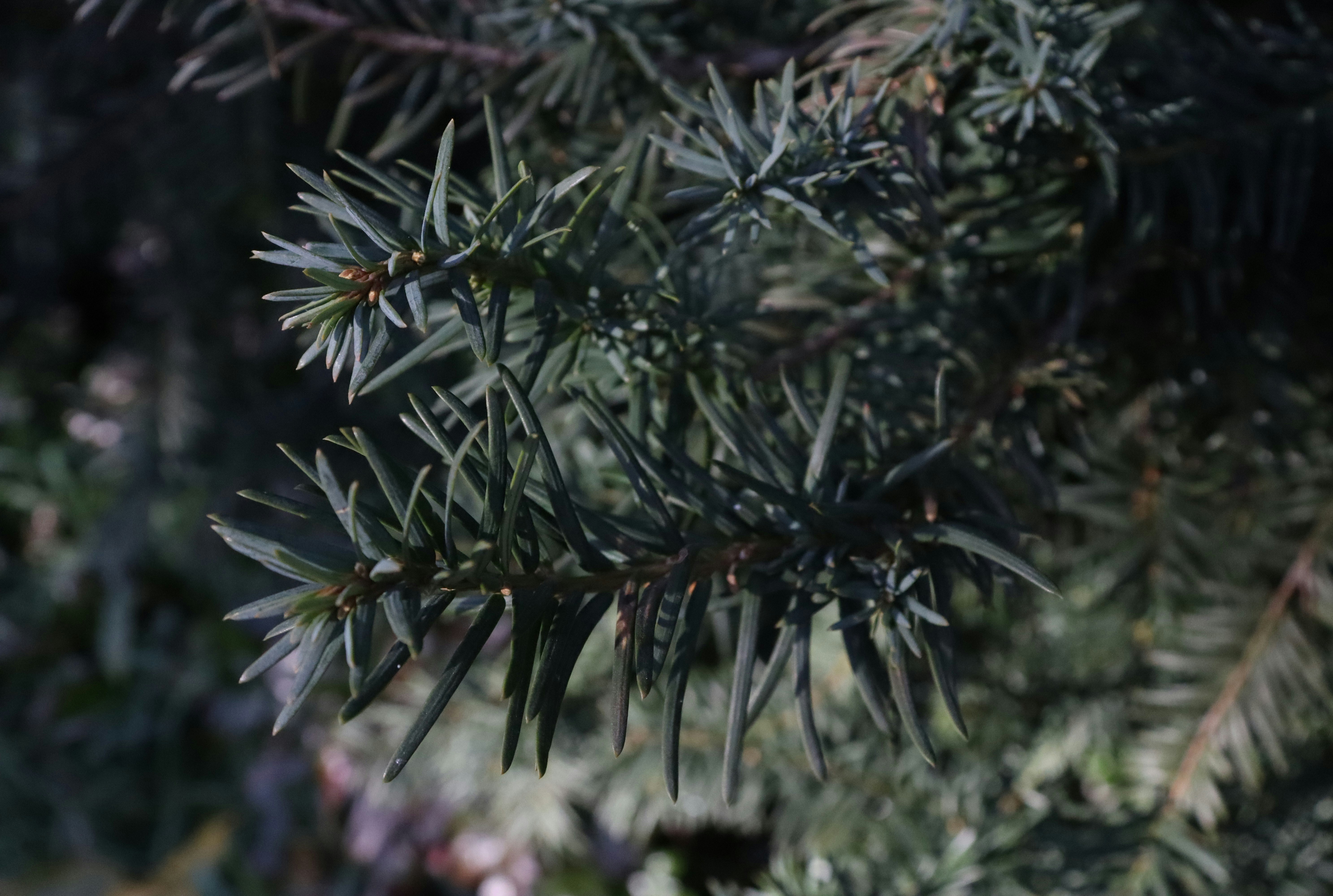 Photo by bored_mongoose