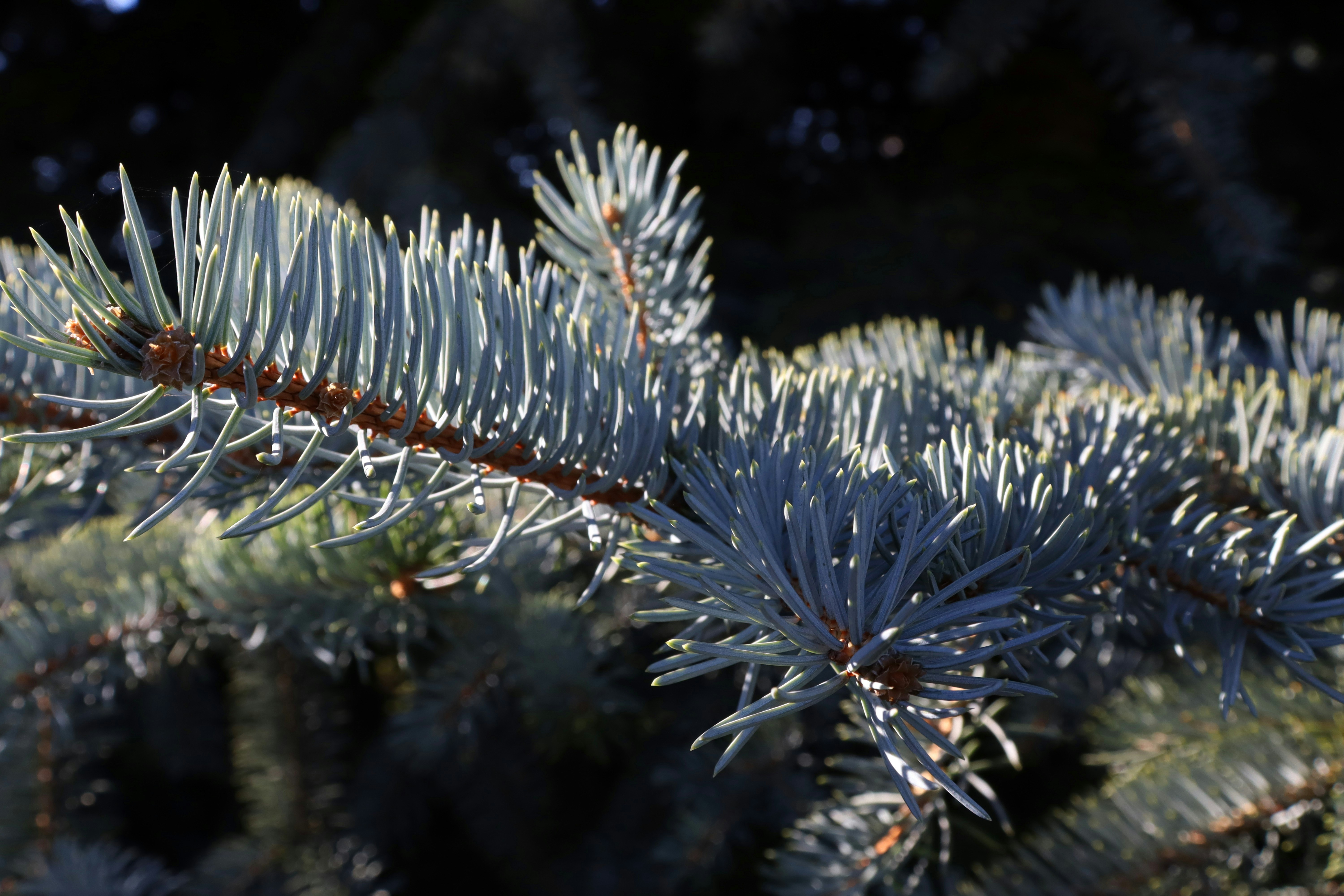 Photo by bored_mongoose