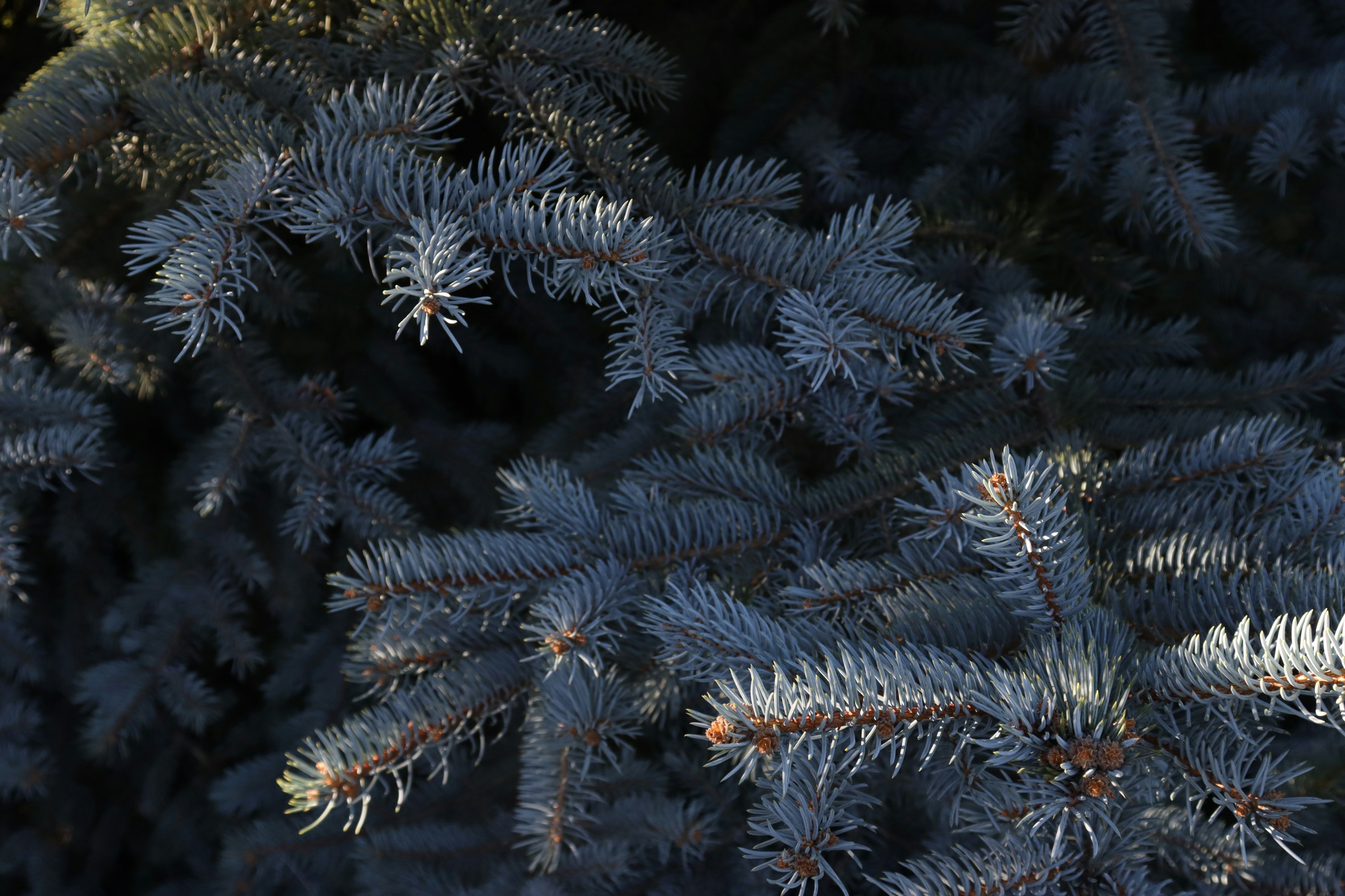 Photo by bored_mongoose