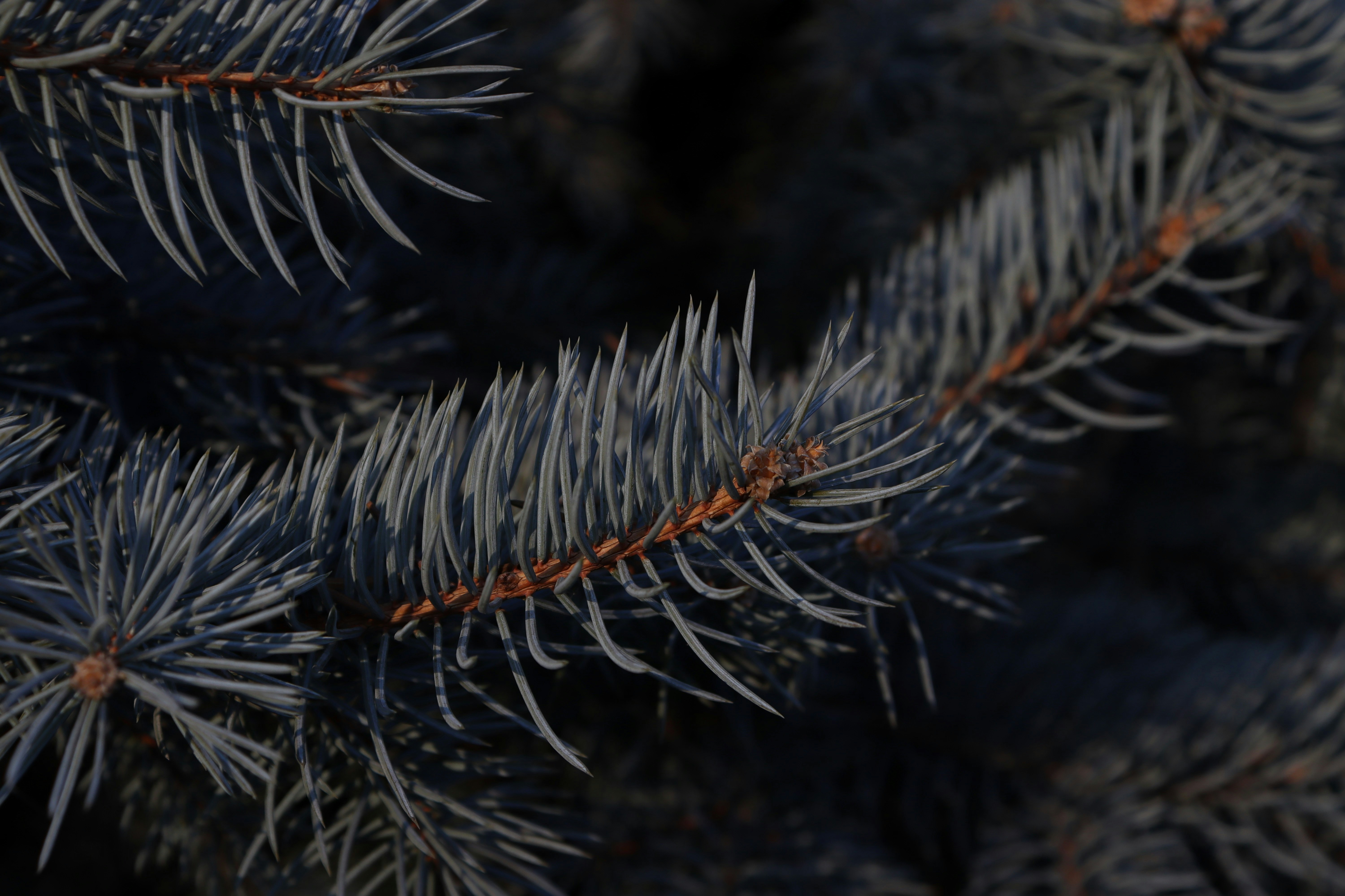 Photo by bored_mongoose