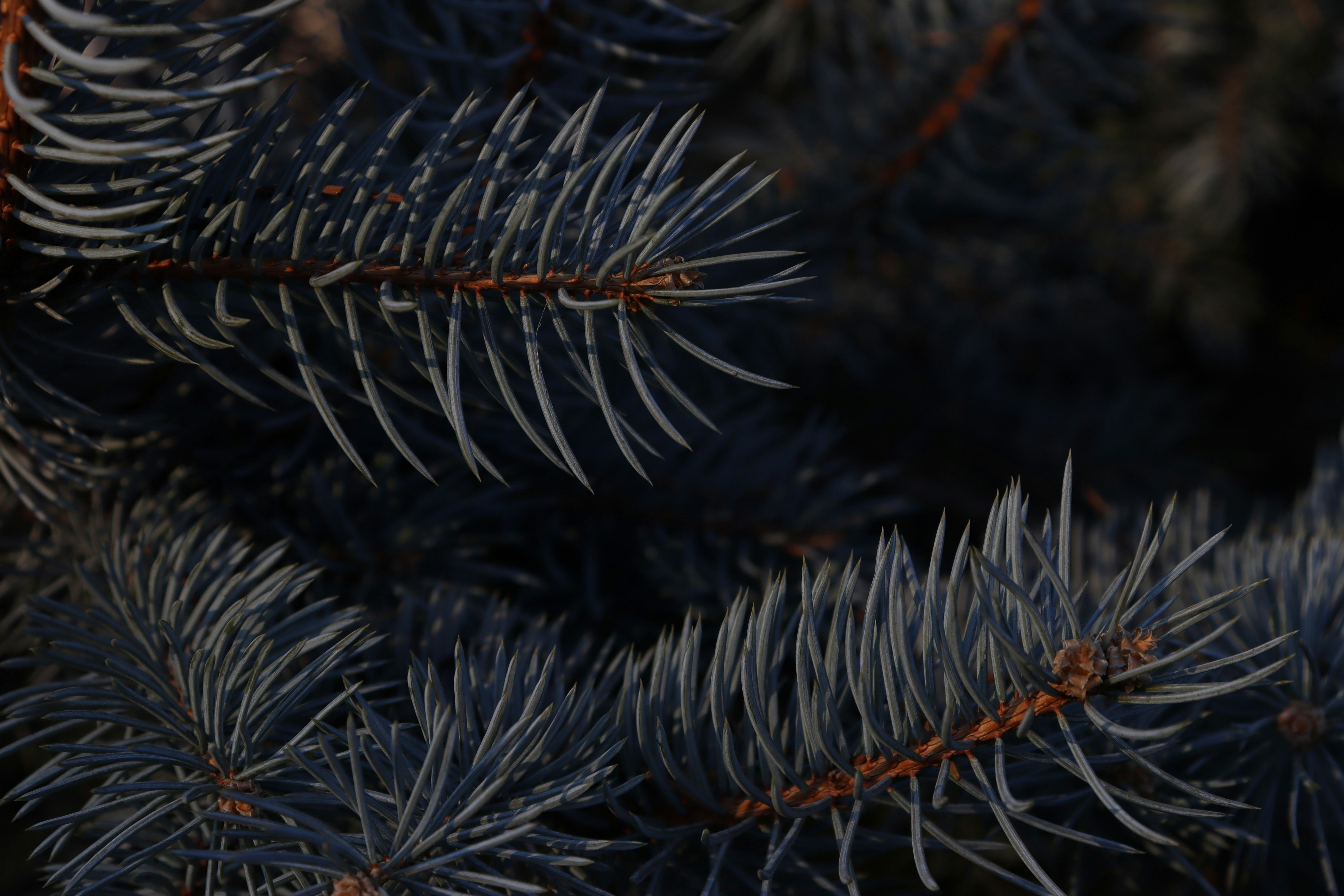 Photo by bored_mongoose