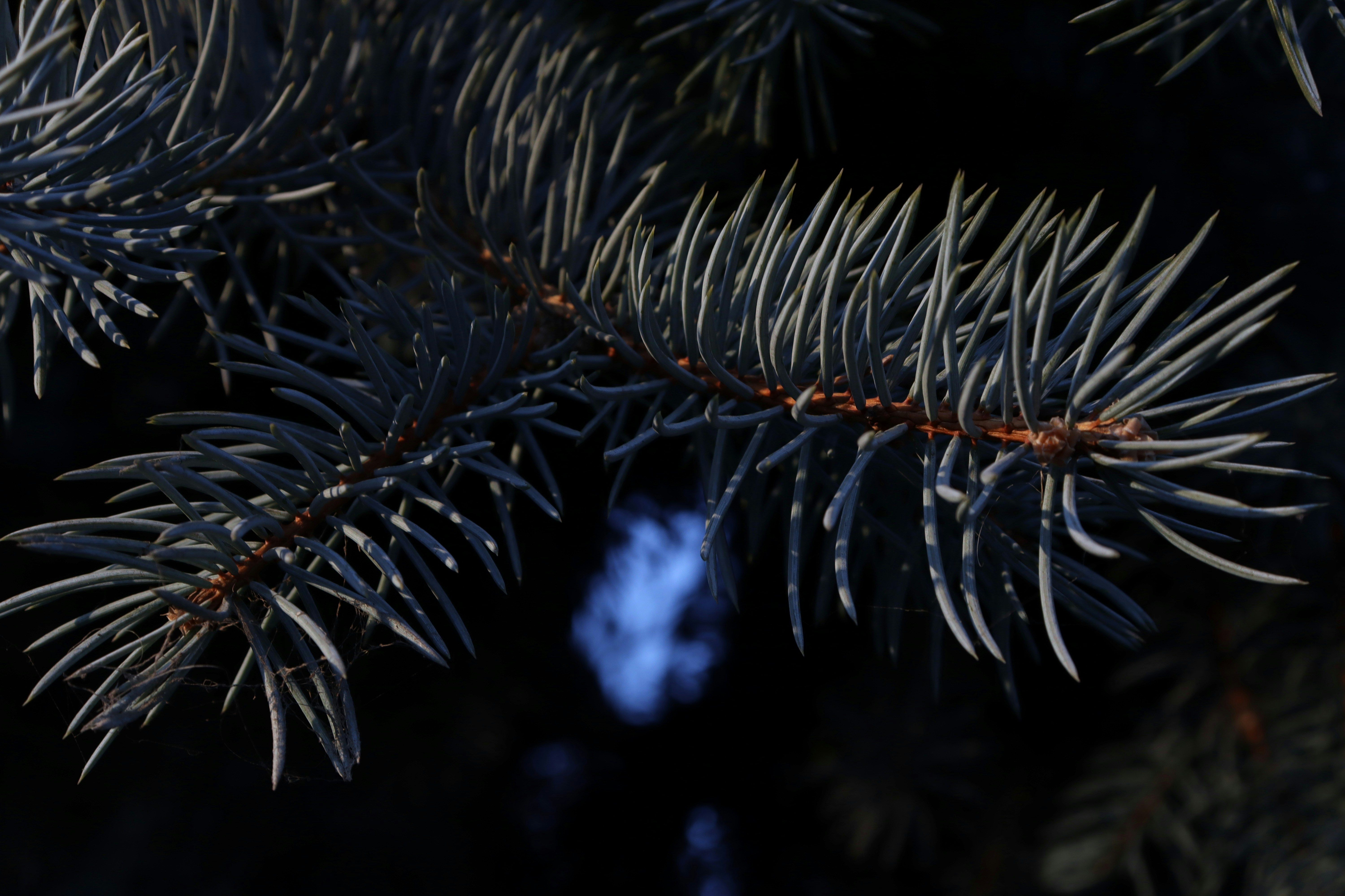 Photo by bored_mongoose