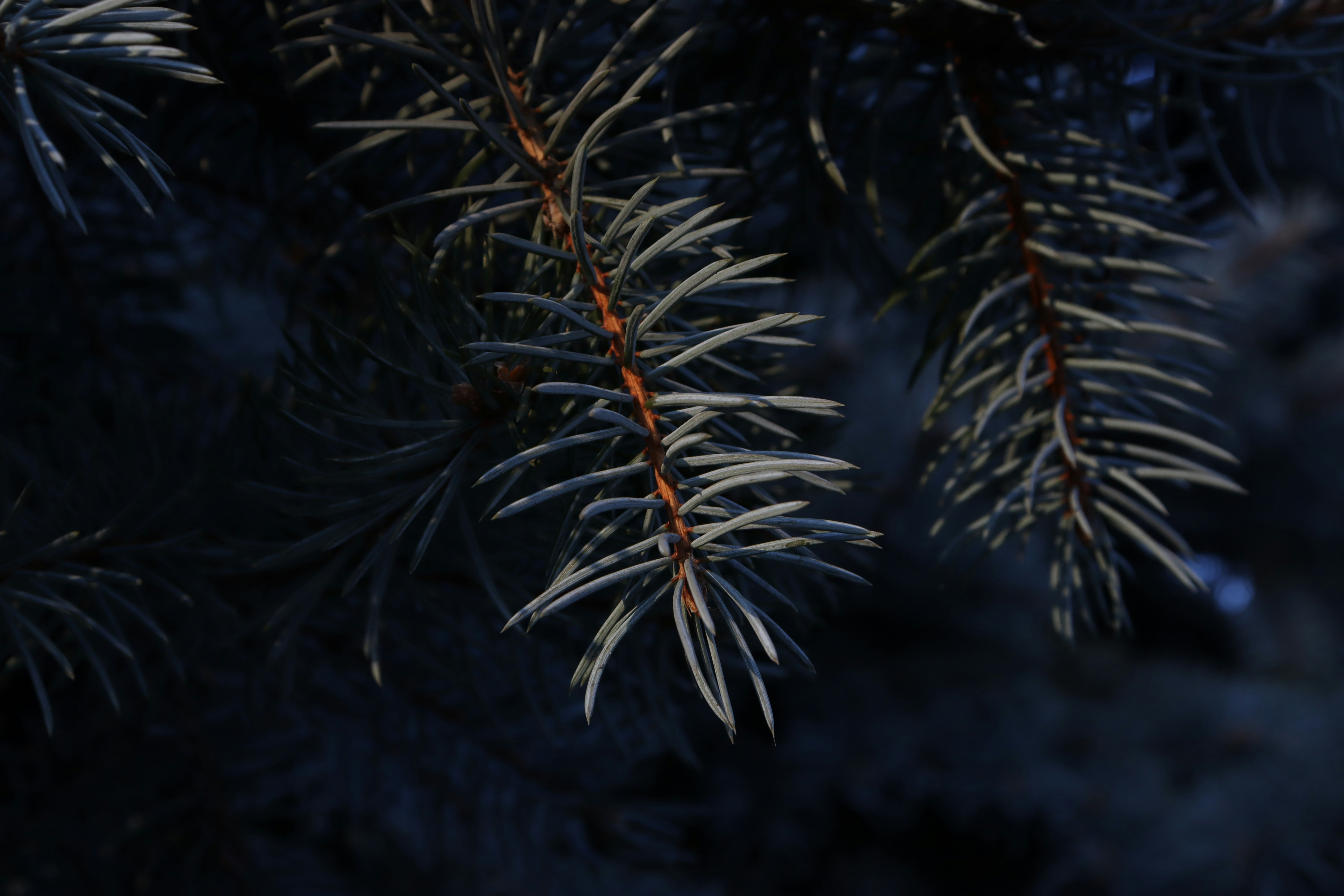 Photo by bored_mongoose