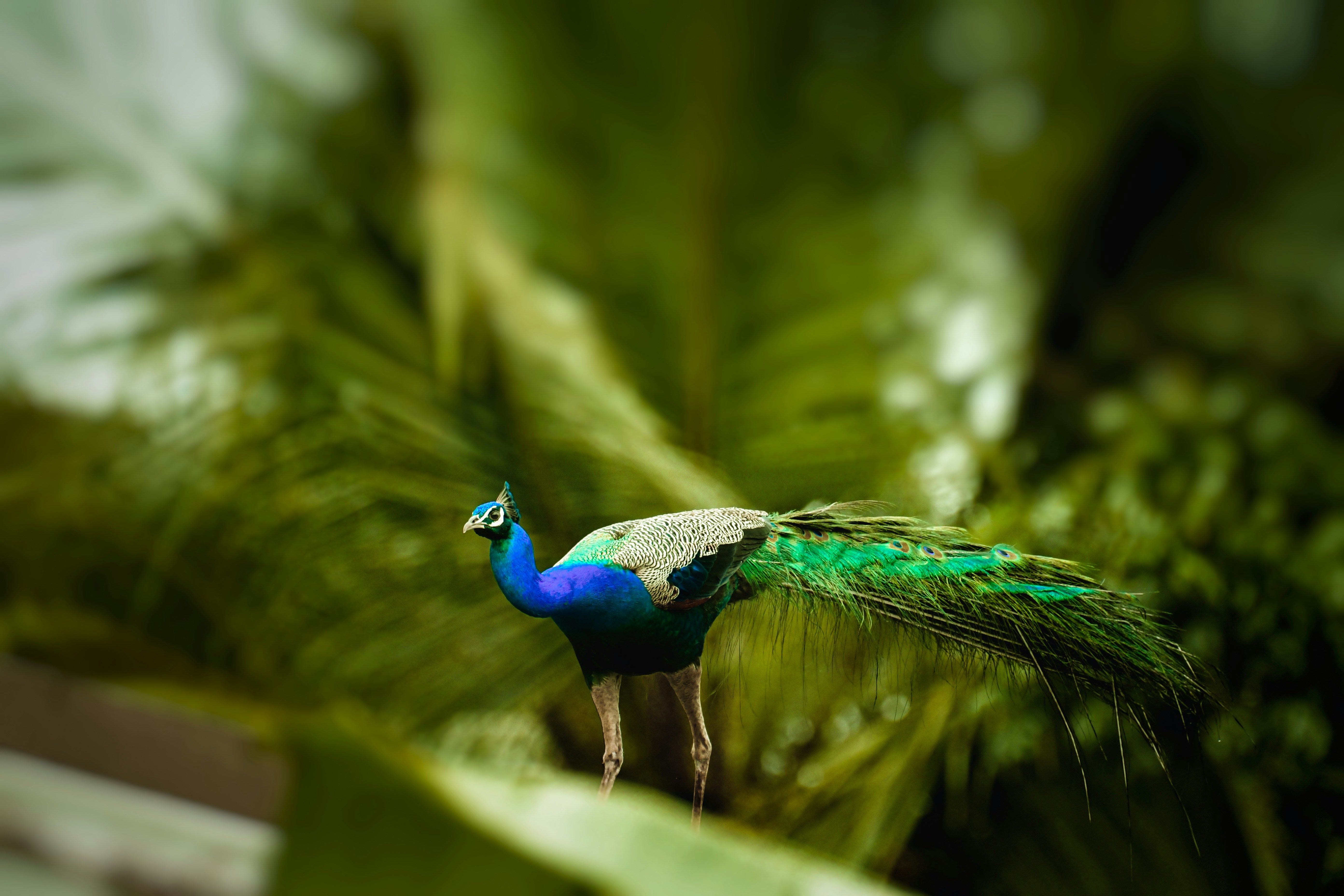 Photo by shijinkamalon