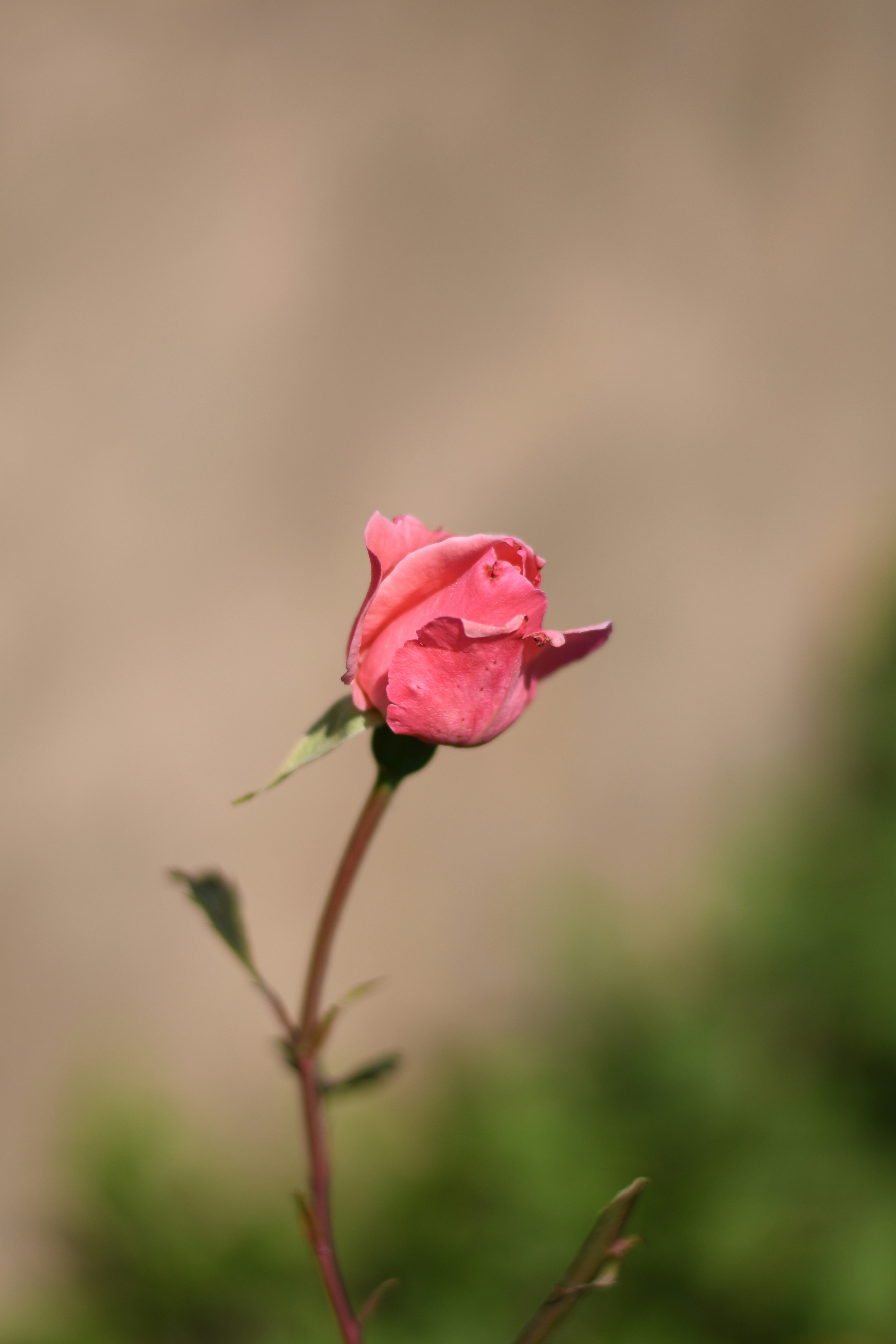 Photo by shijinkamalon