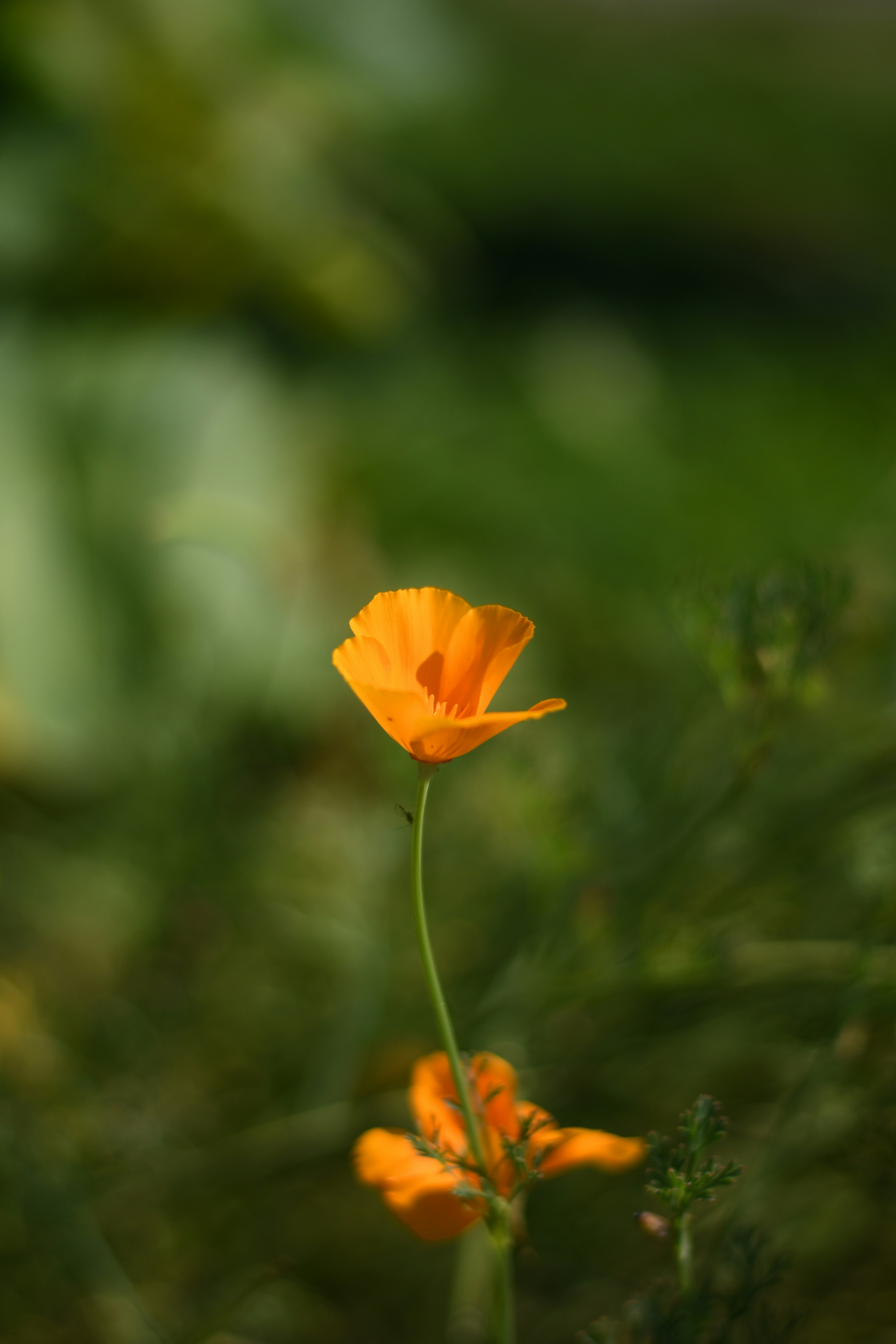 Photo by shijinkamalon